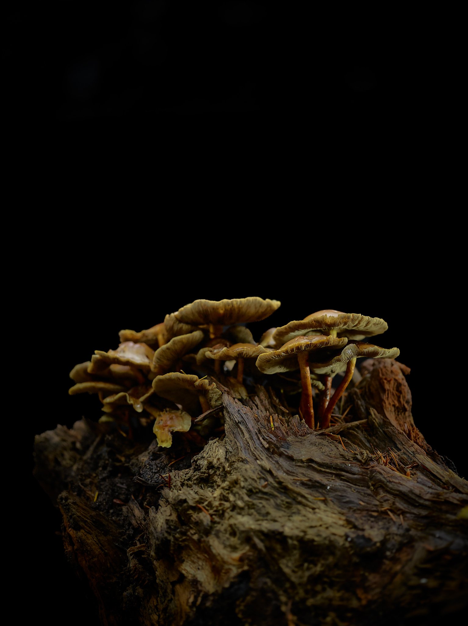 Plate #2123025 |  sizes LG: 19" x 25.4"  •  SM: 9.7" x  13"