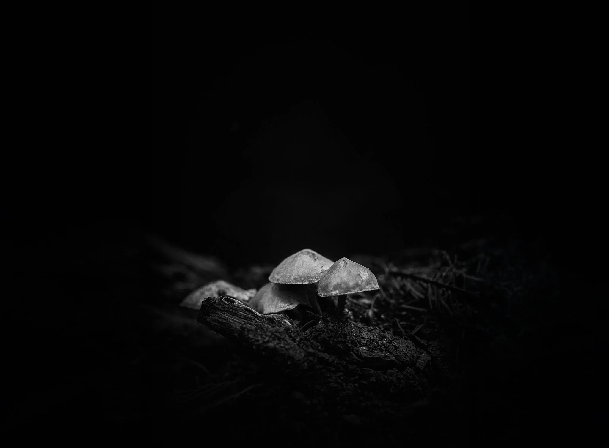 Plate #4123025 |  sizes LG: 25.8" x 19"  •  SM: 13" x  9.6"