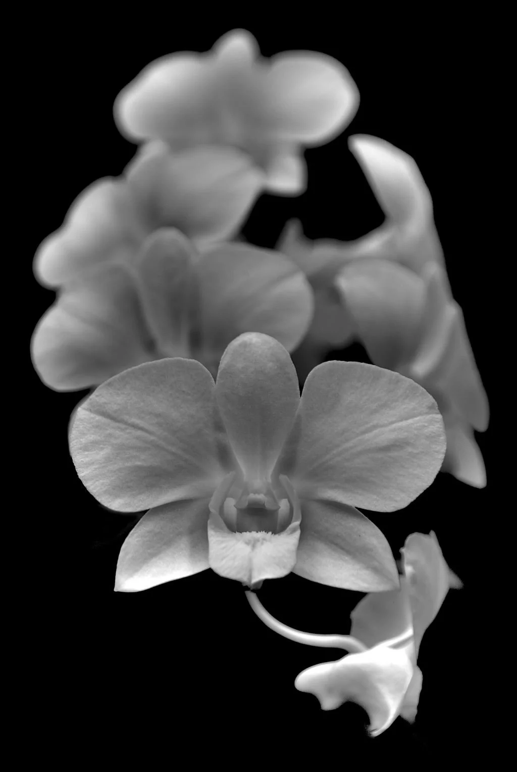 Midnight Orchids  |  sizes LG: 20" x 30"  •  SM: 10" x  15"
