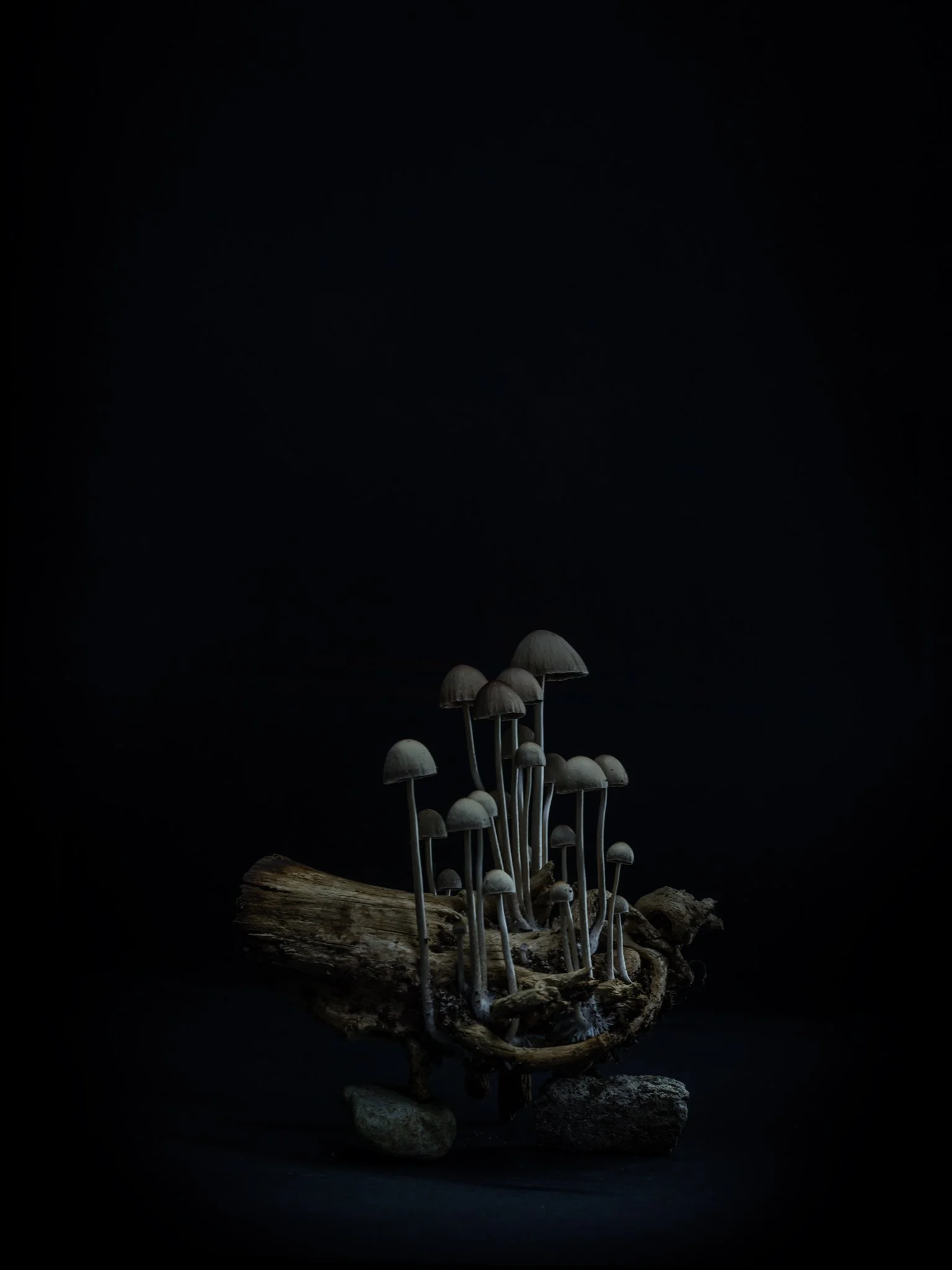 Plate #3101521  |  sizes LG: 21" x 28"  •  SM: 9.7" x  13"