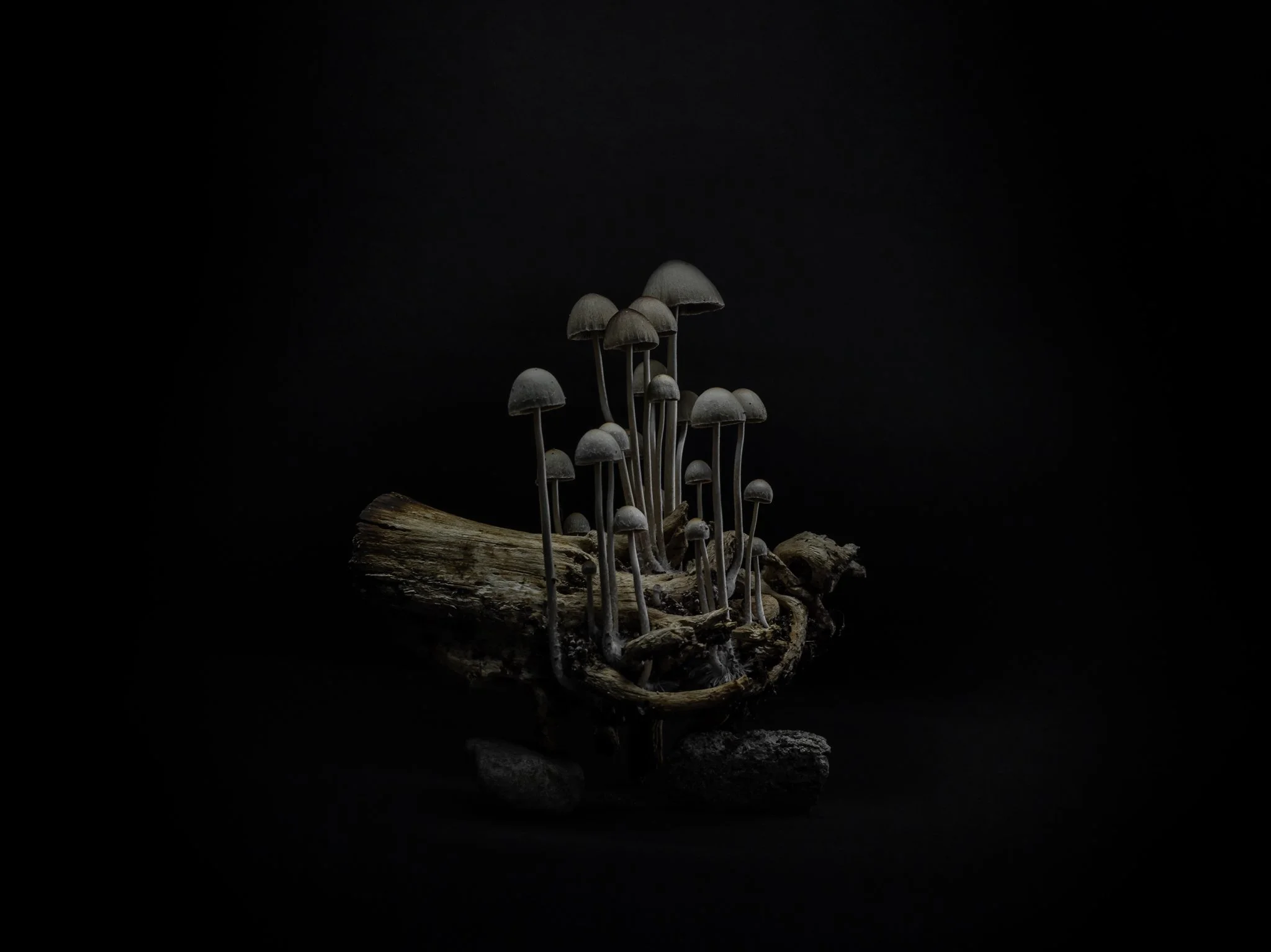 Plate #1101521  |  sizes LG: 28" x 21"  •  SM: 13" x  9.7"