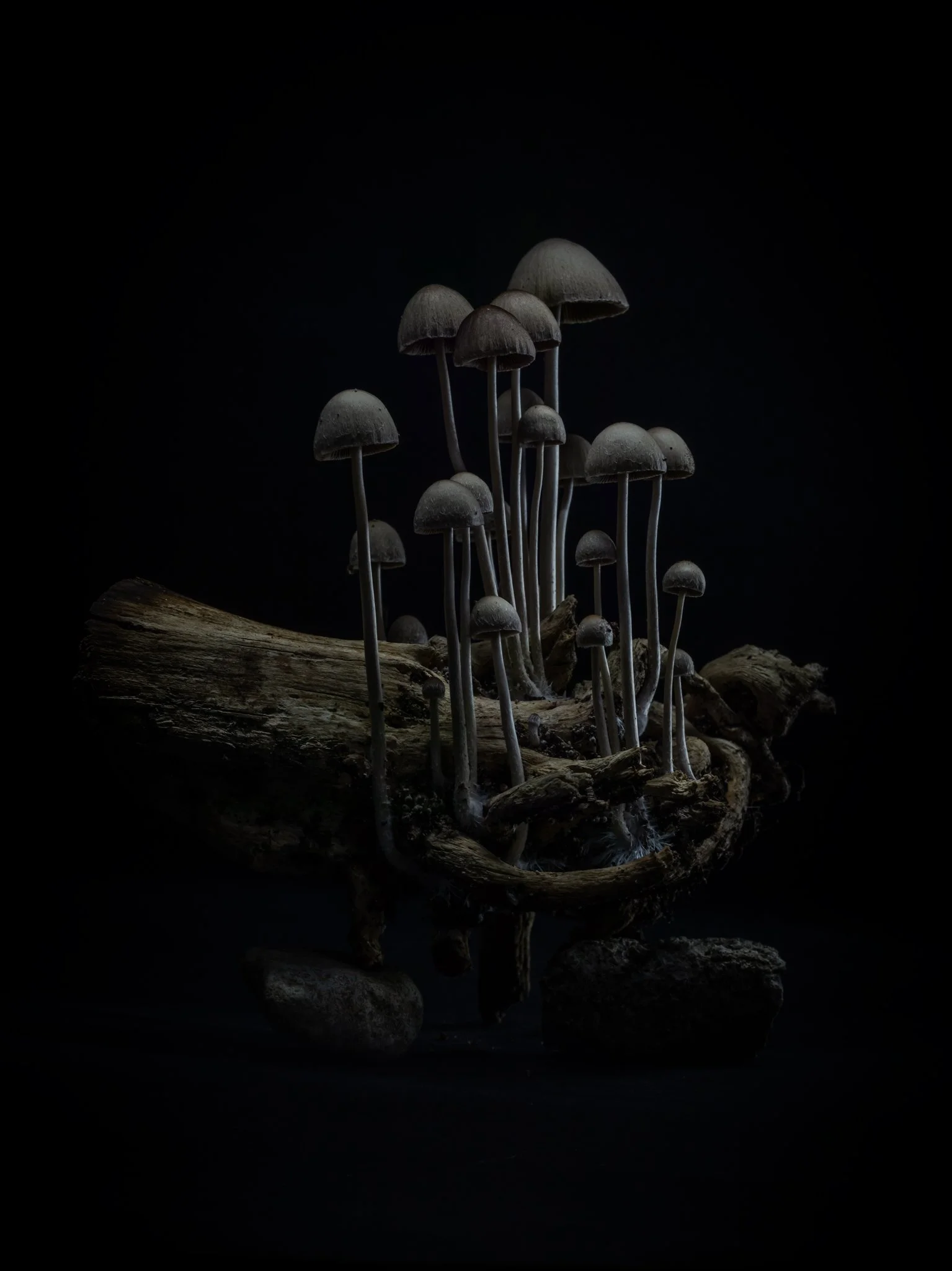 Plate #2101521  |  sizes LG: 21" x 28"  •  SM: 9.7" x  13"