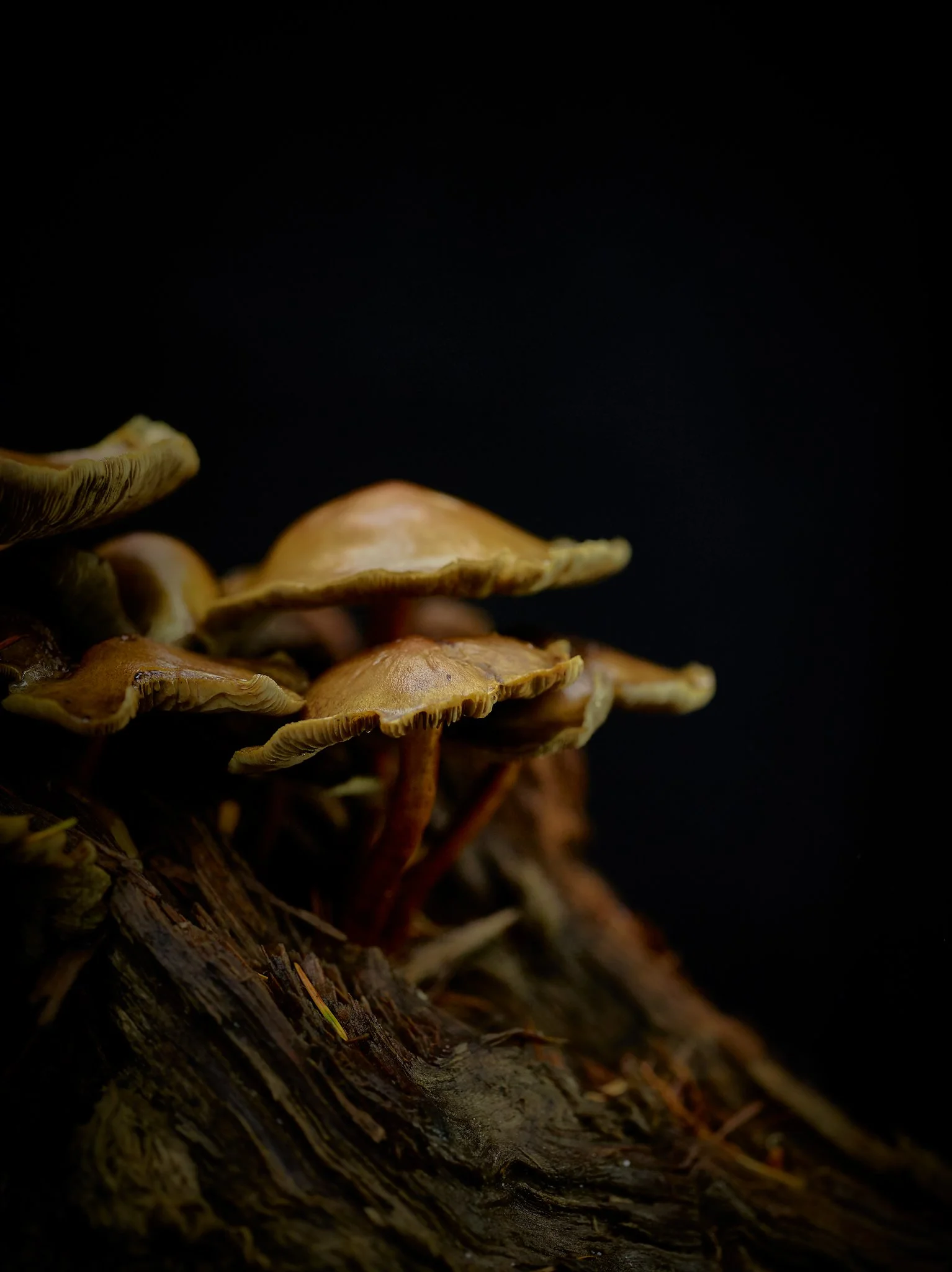 Plate #3123025 |  sizes LG: 19" x 25.4"  •  SM: 9.7" x  13"