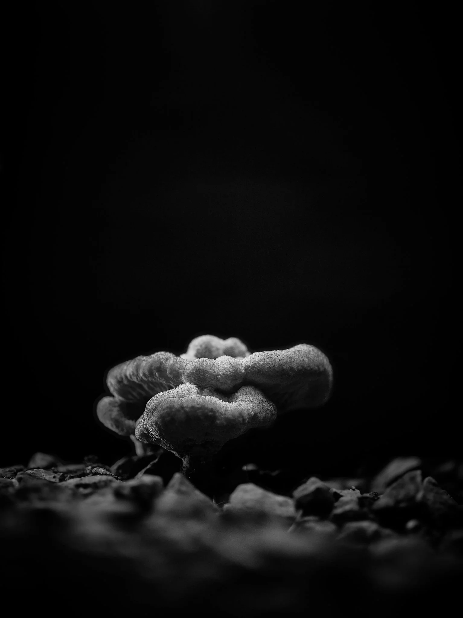 Plate #292925 |  sizes LG: 19" x 25.4"  •  SM: 9.7" x  13"