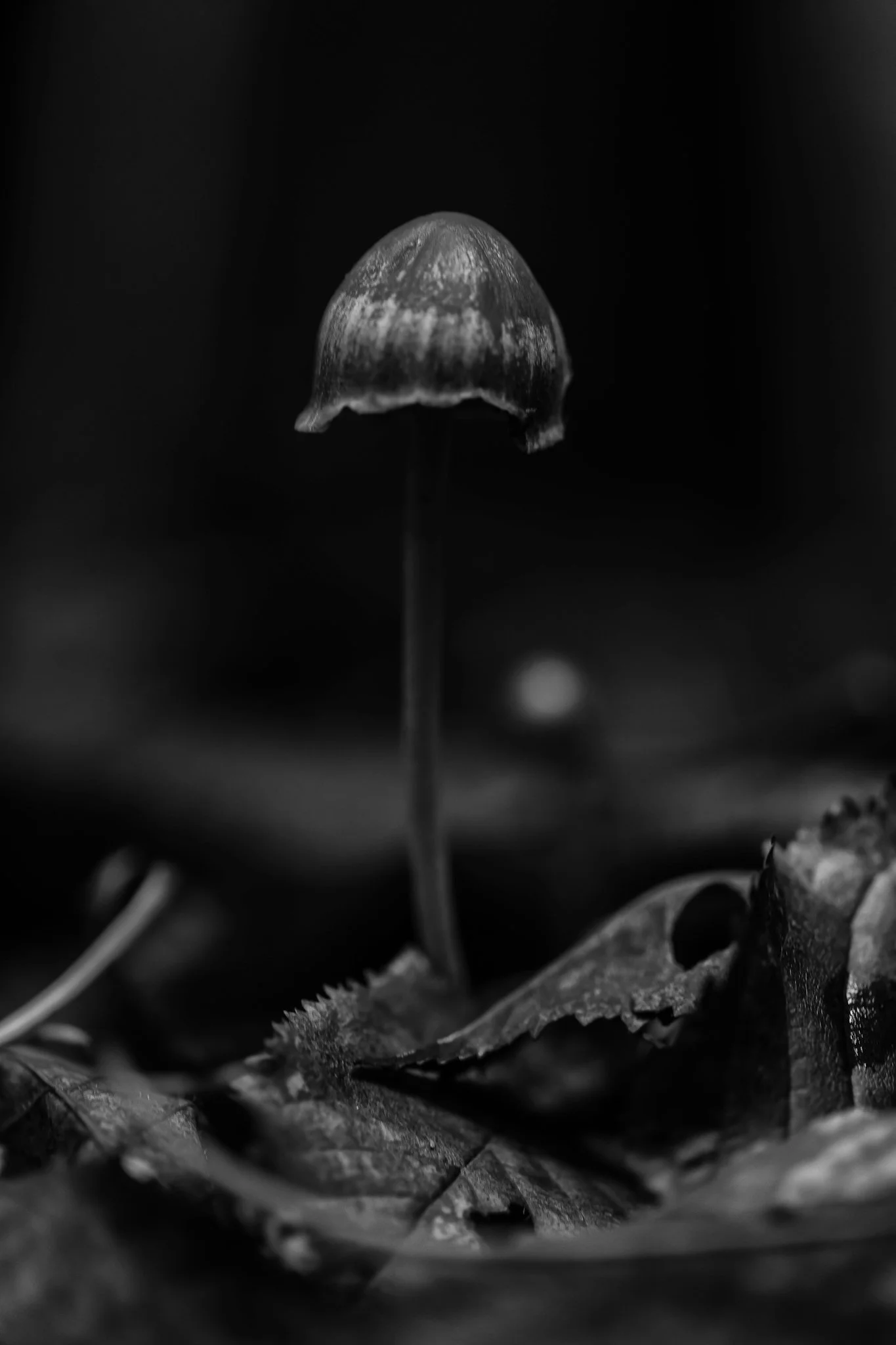 Plate #3112520  |  sizes LG: 18" x 27"  •  SM: 8.7" x  13"