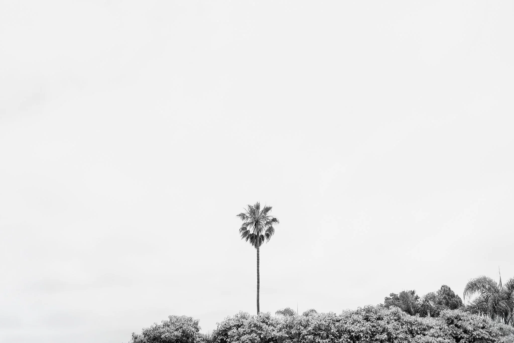 High Rise  |  sizes LG: 28" x 18.7"  •  SM: 14" x  9.3"