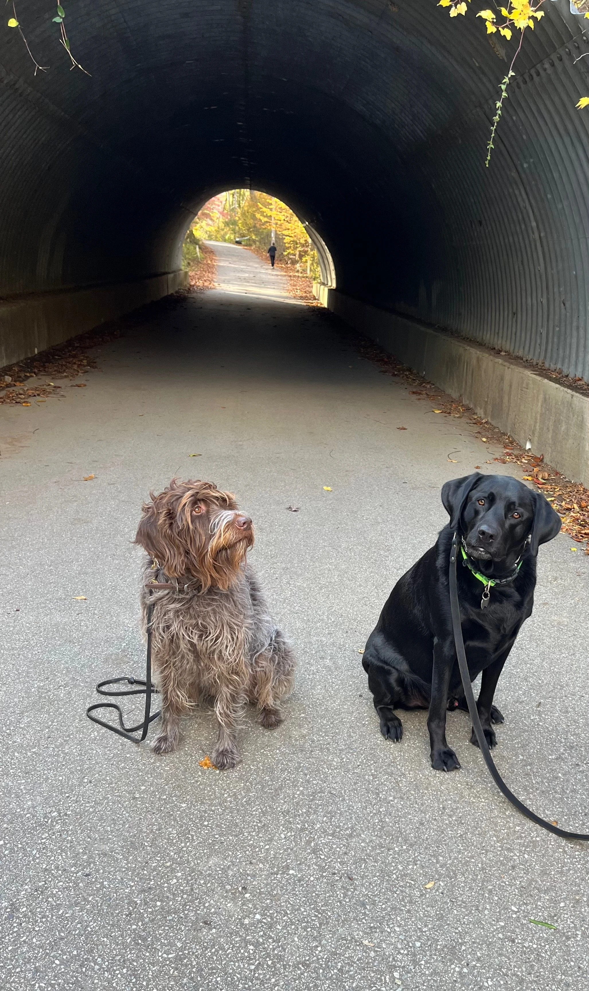 Two dogs sitting on a paved pathway under a tunnel, with a person walking in the distance on an autumn day.