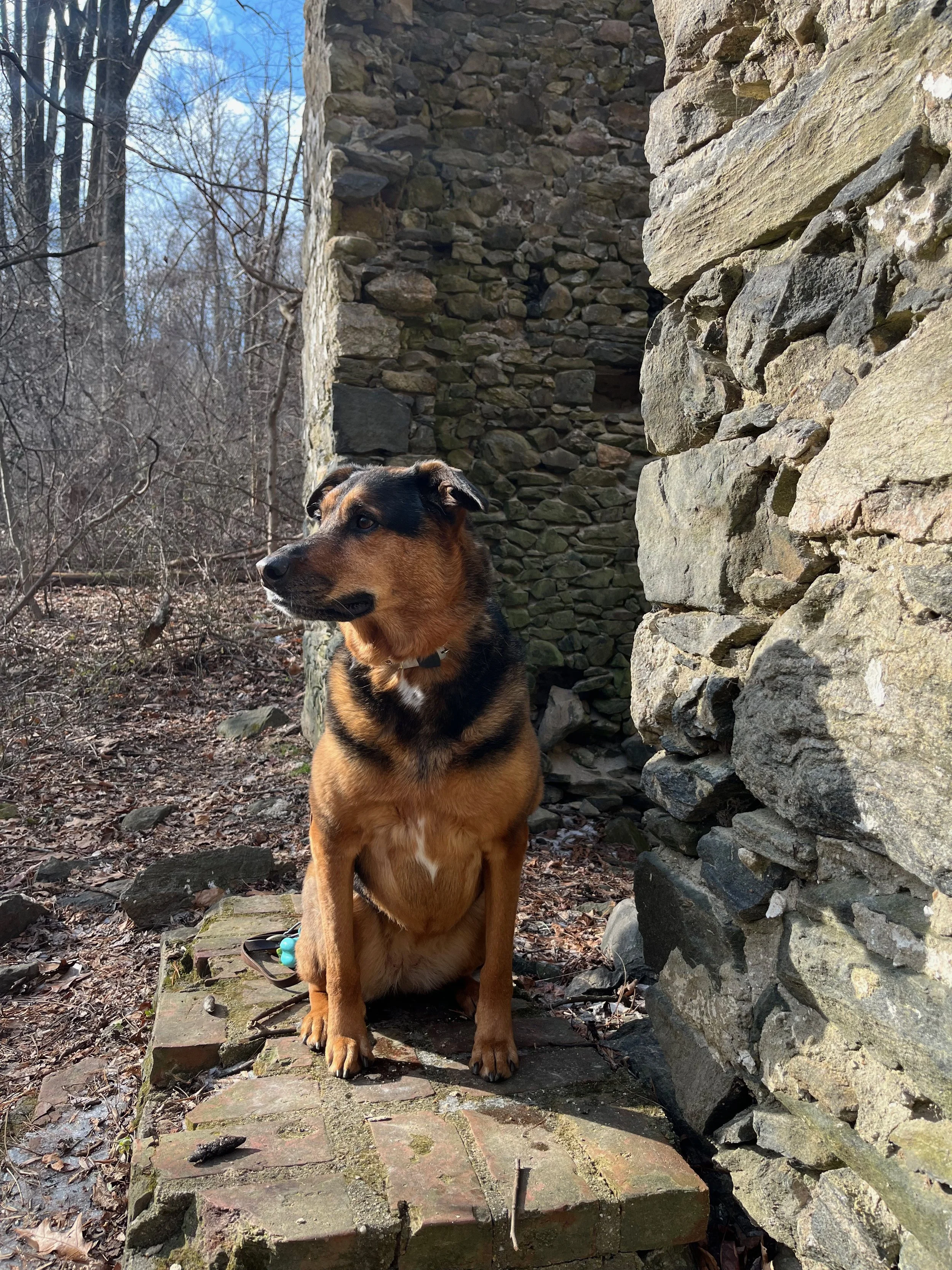 A dog sitting on a brick path outdoors next to a stone wall, with leafless trees and clear sky in the background.