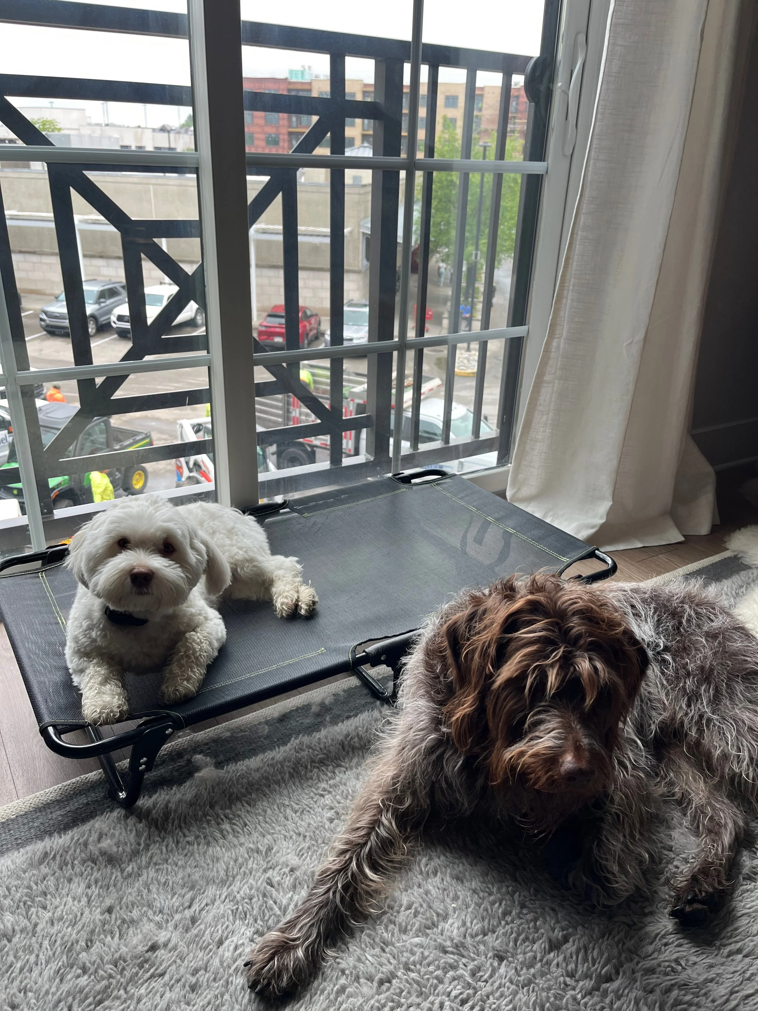 Two dogs resting near a window with a view of parked cars and a city street outside.