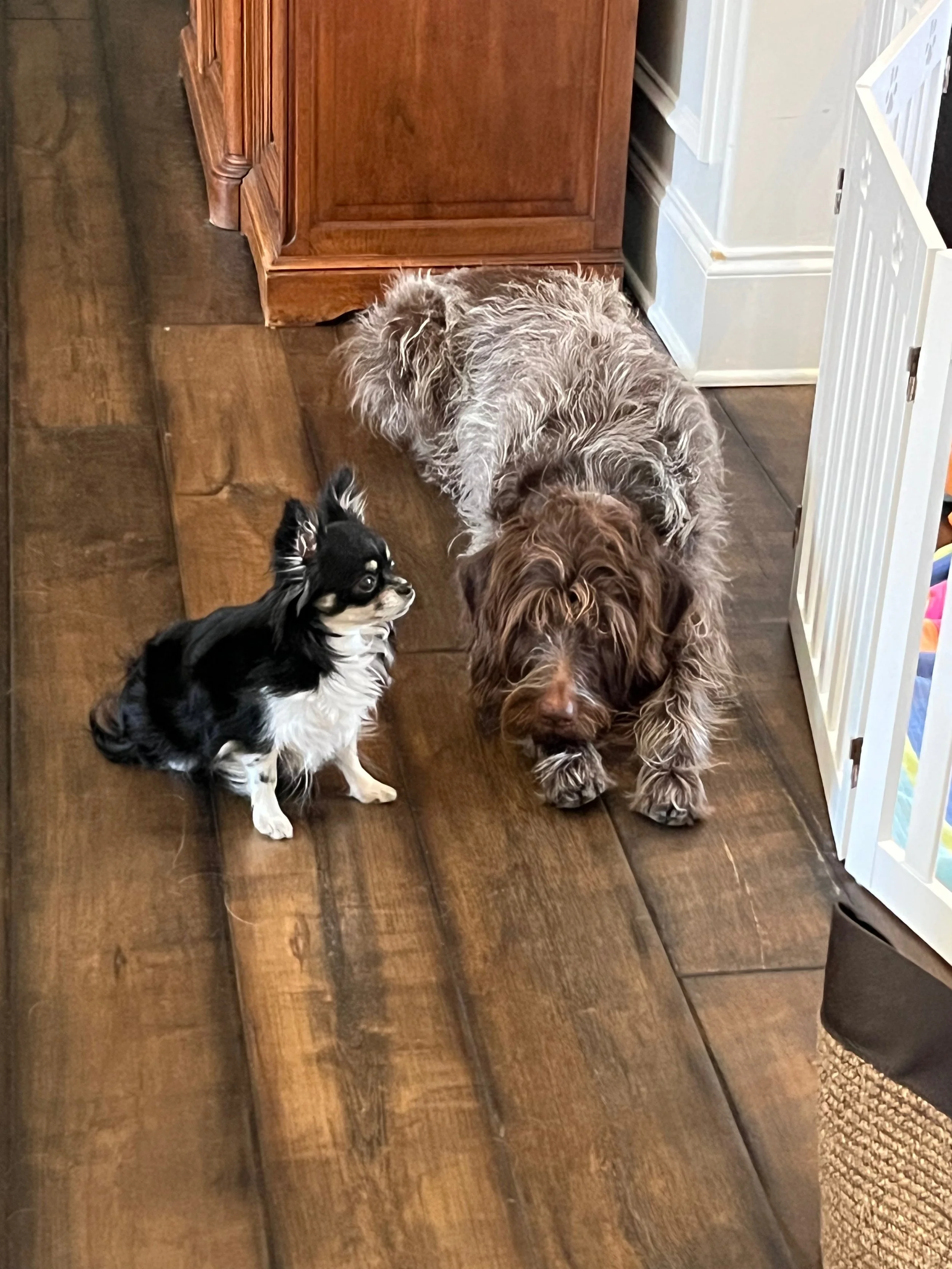 A small black and white dog and a large brown dog inside a home, walking on wooden flooring next to a white baby gate and a wooden cabinet.
