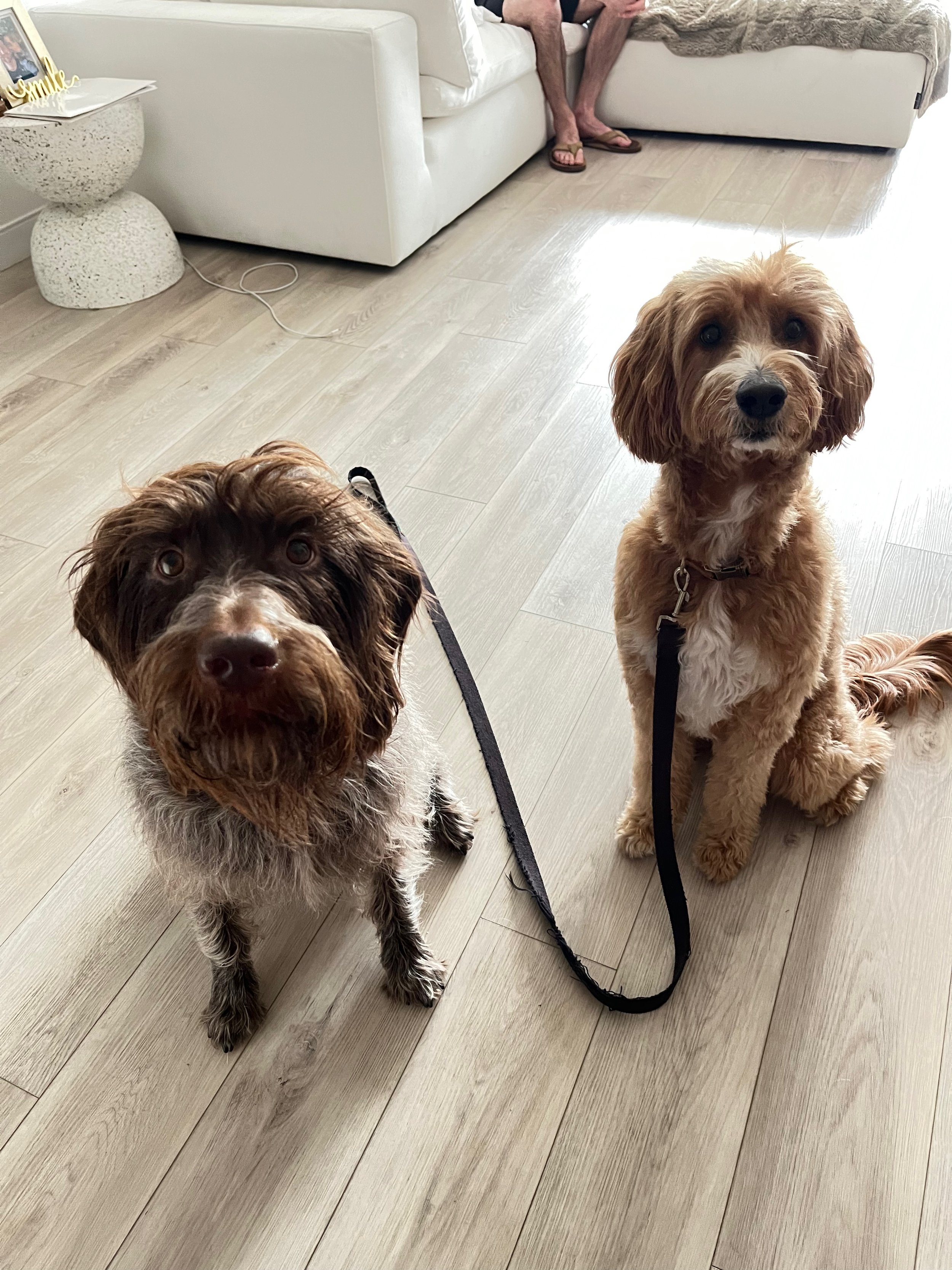 Two dogs sitting on a light-colored wooden floor inside a home, with a person sitting on a nearby couch.