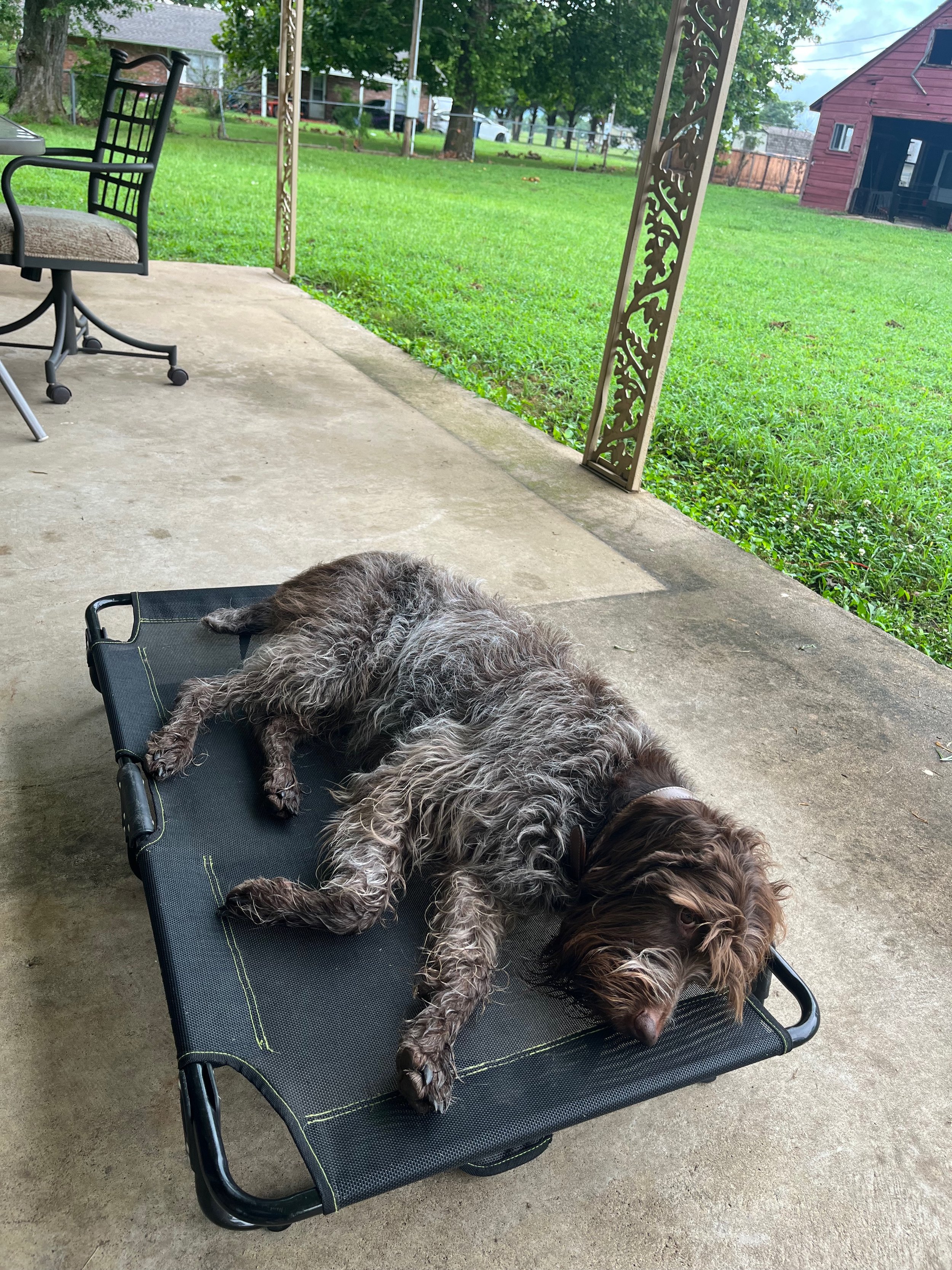 A brown and gray curly-haired dog lying on a black raised pet cot on a concrete porch, with a green yard and trees in the background.