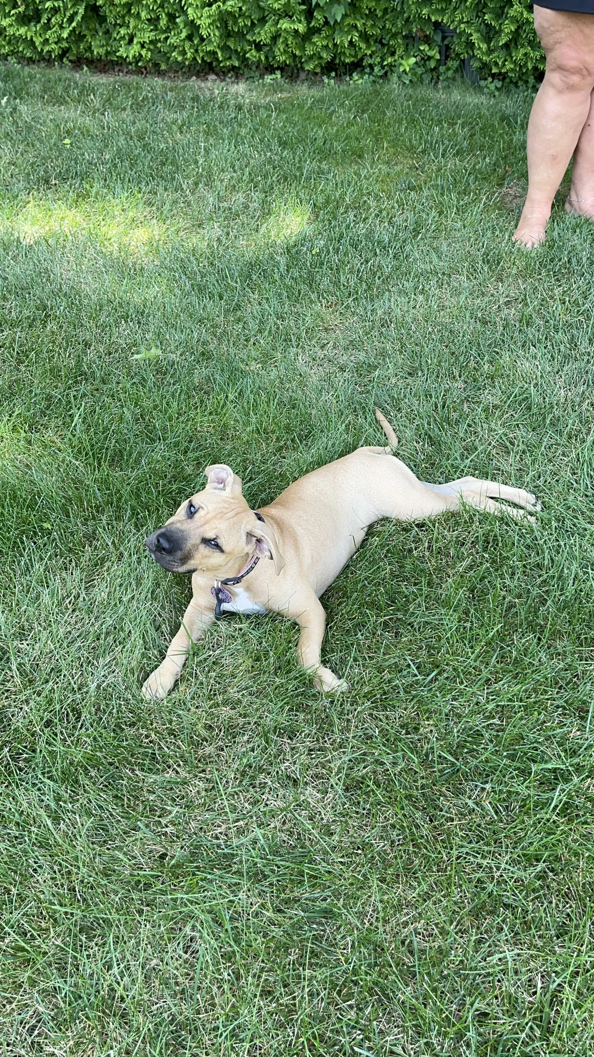 A tan dog lying on green grass with its head tilted and eyes partly closed, an adult person's legs are visible at the top right corner.