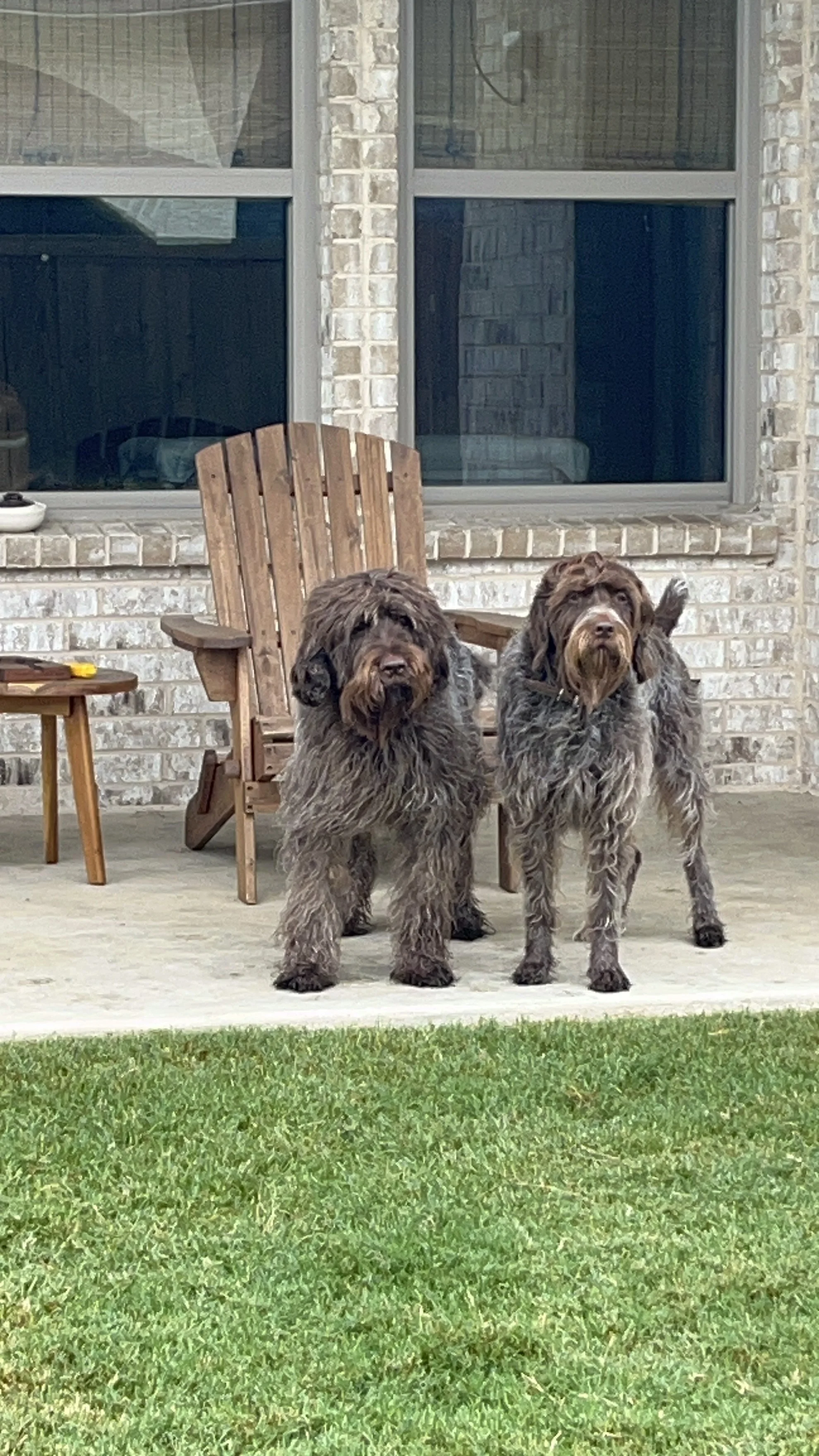 Two large, shaggy dogs with brown fur standing on a concrete patio in front of a brick house with large windows. One dog is slightly taller and stands on the right, while the other is on the left. There is outdoor furniture and green grass in the for
