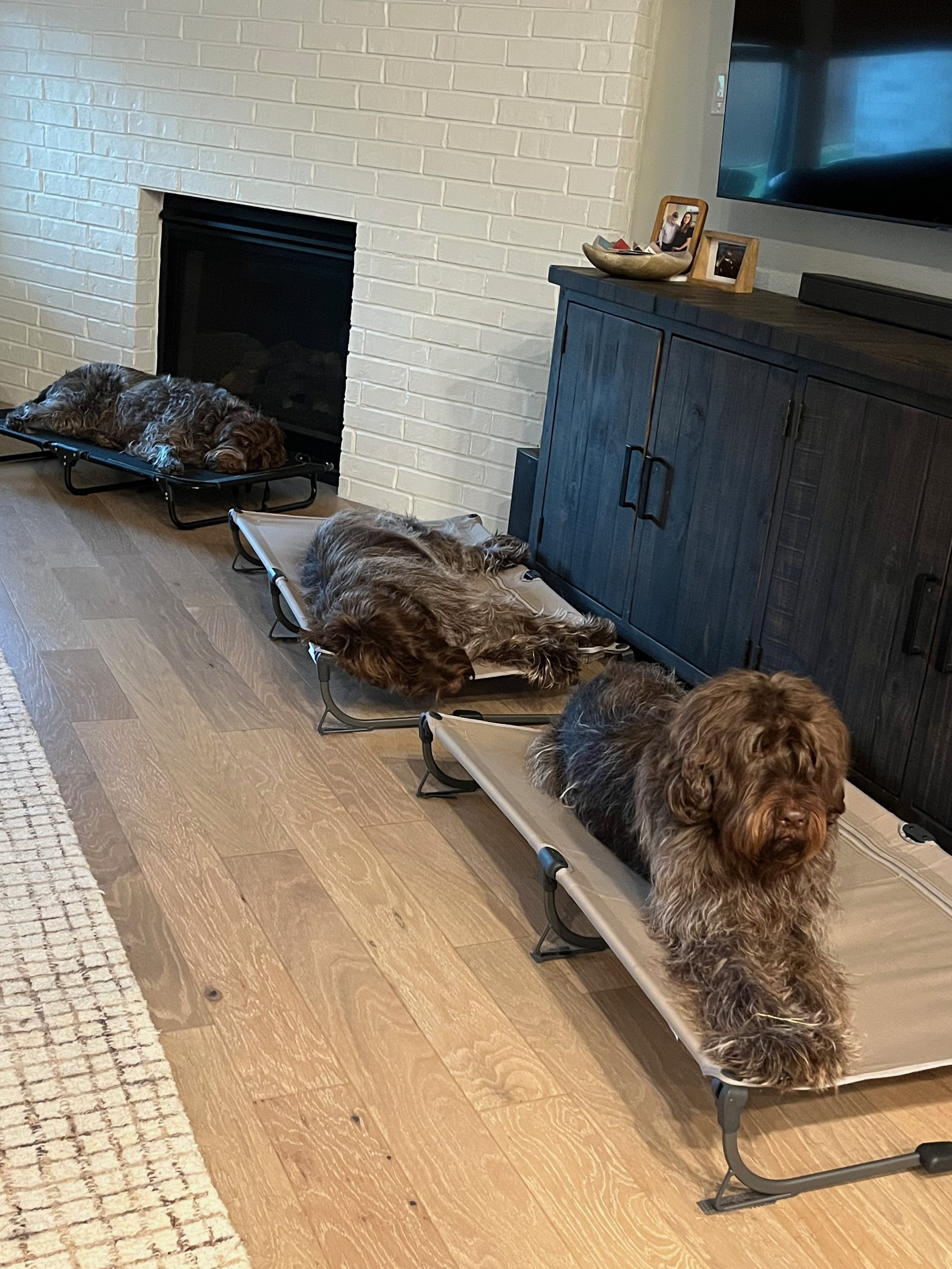 Three dogs sleeping on elevated pet beds in a living room, with a black fireplace, a wooden cabinet, and a television mounted on the wall.