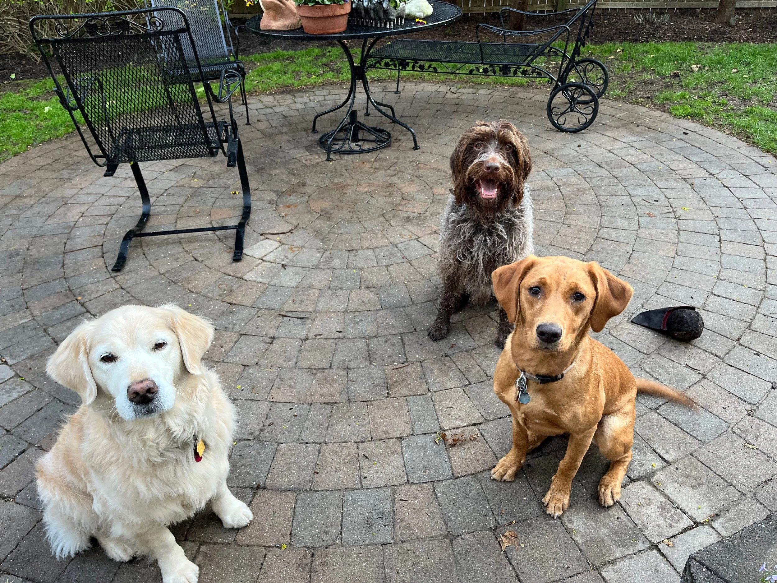 Three dogs sitting on a brick patio with outdoor furniture, including a round table with an umbrella holder, a black metal chair, and a black metal bench. The backyard has grass, a wooden fence, and a garden bed.