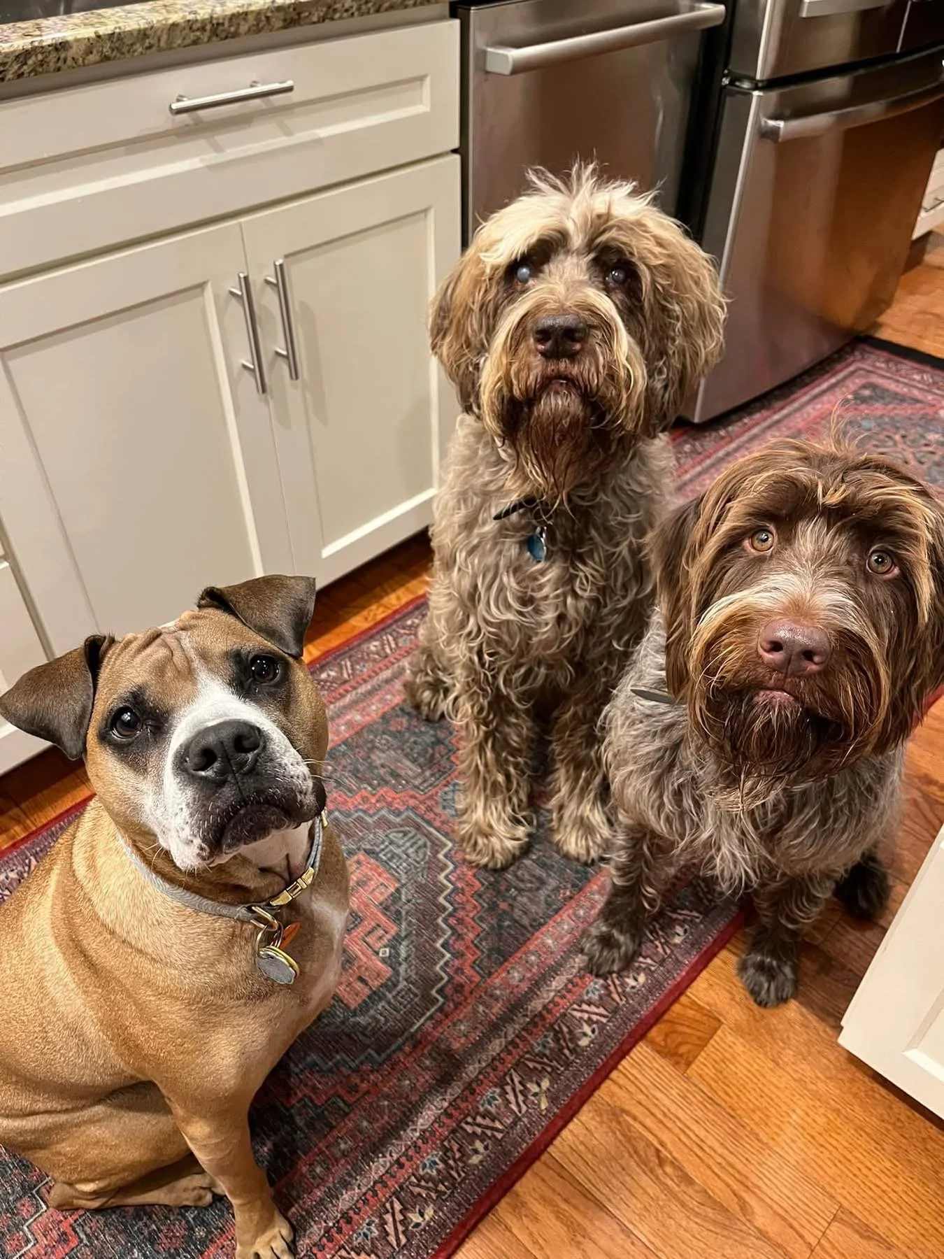 Three dogs sitting on a patterned rug in a kitchen, one with a light brown coat and white markings, and two with curly brown and gray coats, looking up at the camera.