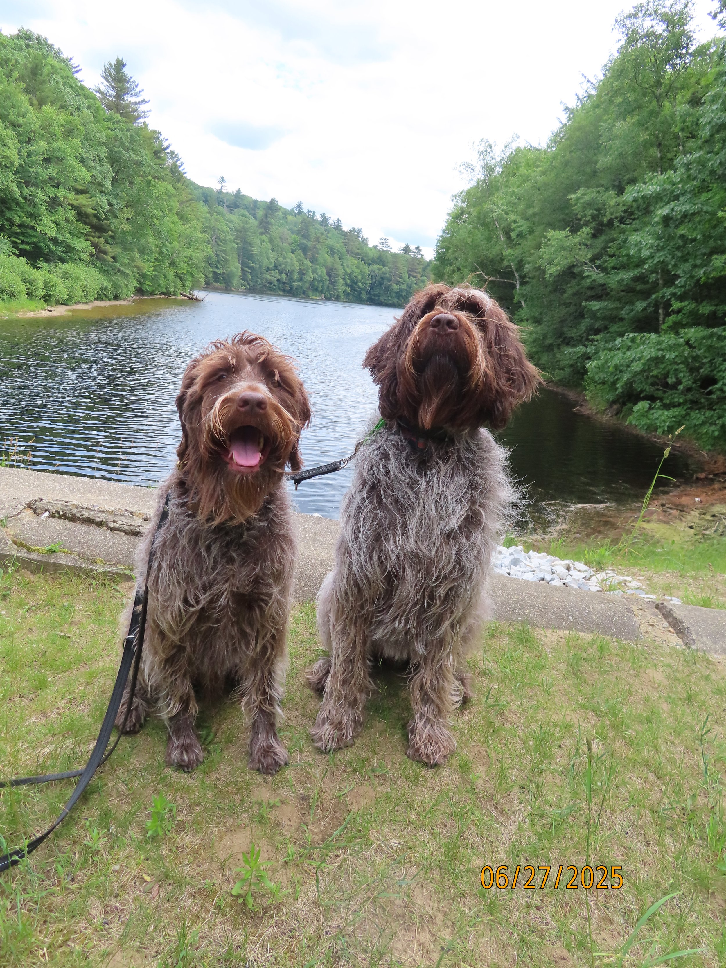 Two brown curly-haired dogs sitting on grass by a river, with lush green trees and a cloudy sky in the background.