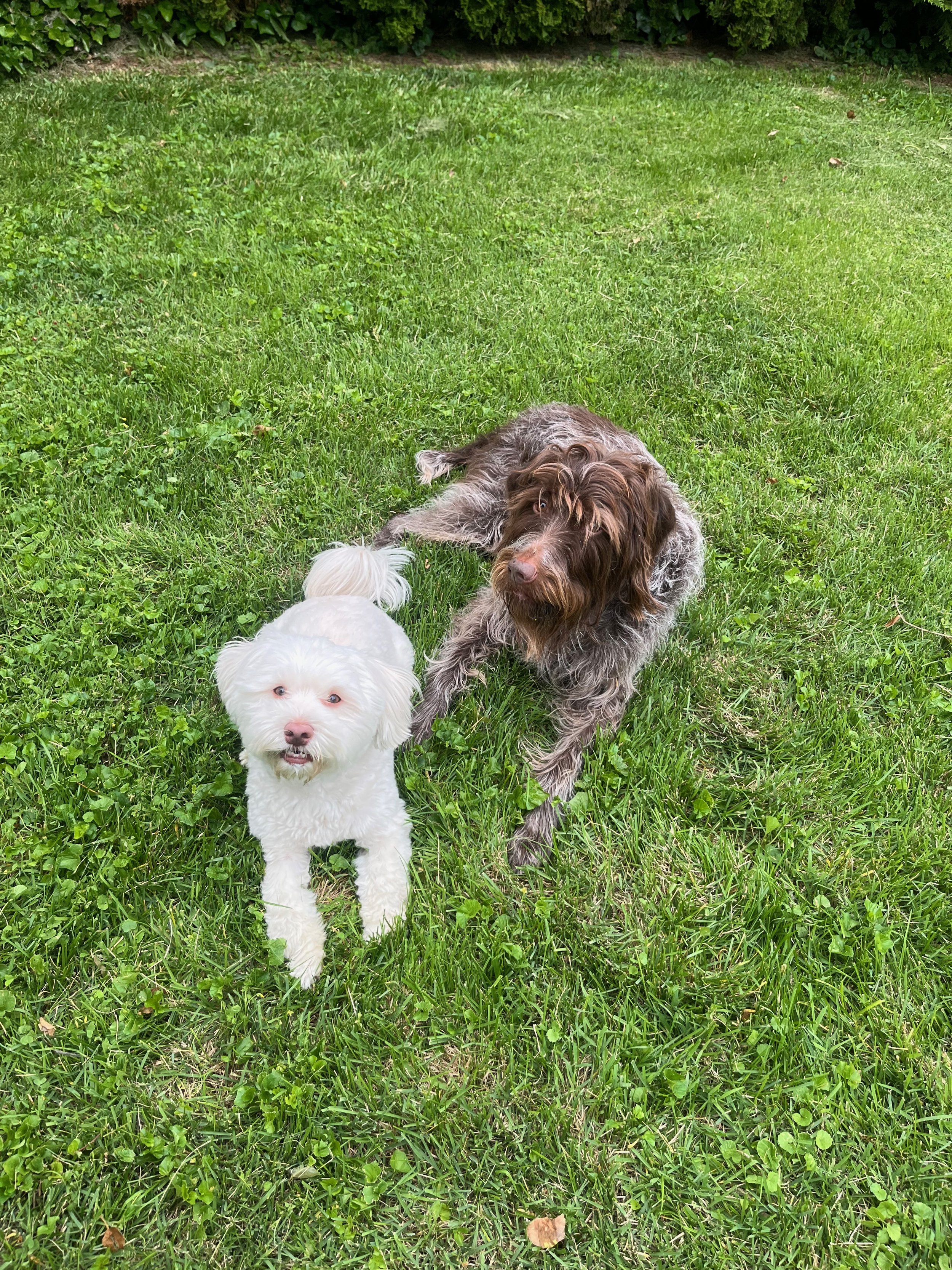 Two dogs, one white with fluffy fur and the other brown with curly, wiry fur, lying on green grass in a backyard with bushes in the background.