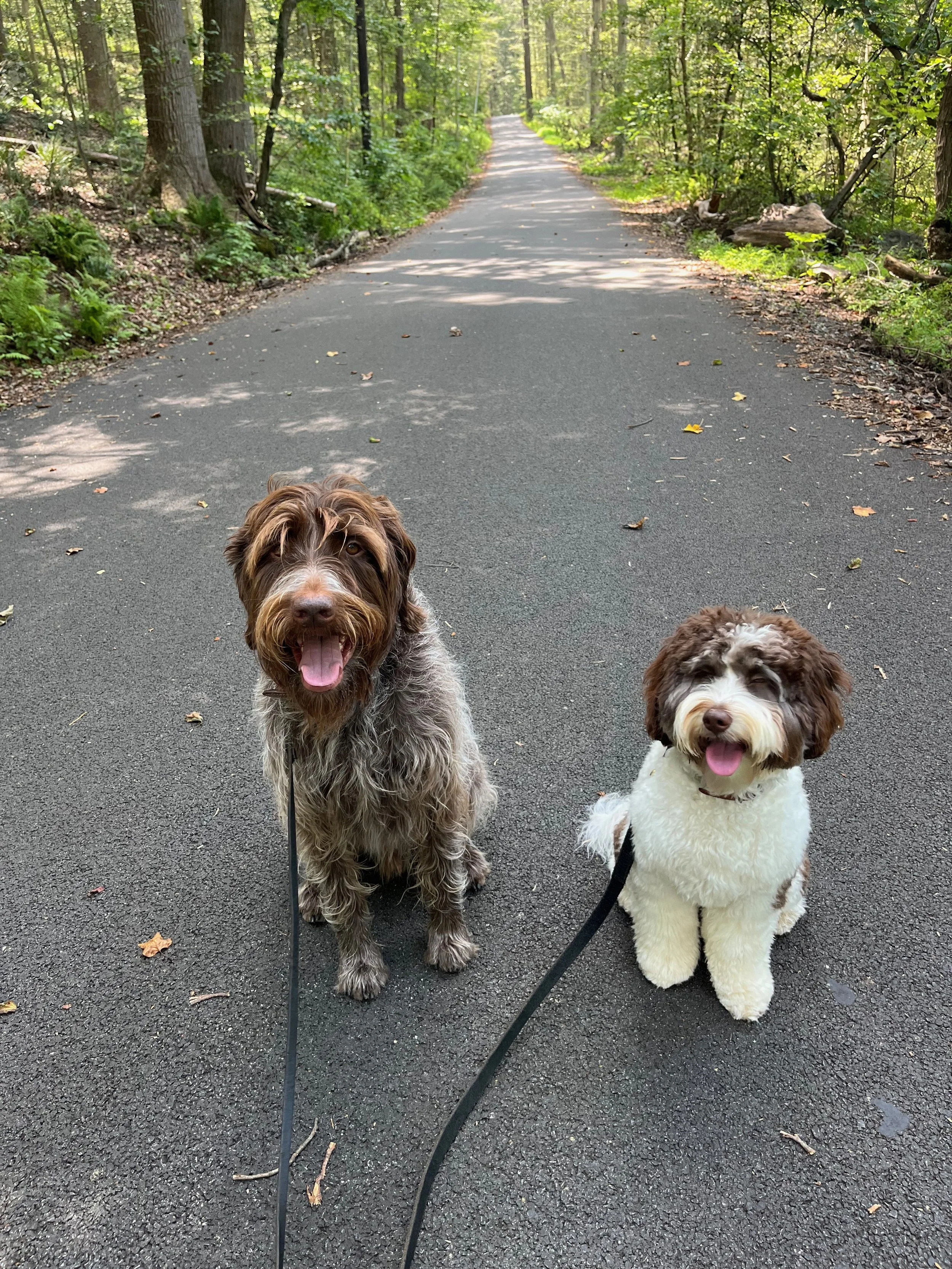 Two dogs sitting on a paved trail in a forest, smiling with their tongues out, leashed and surrounded by green trees.