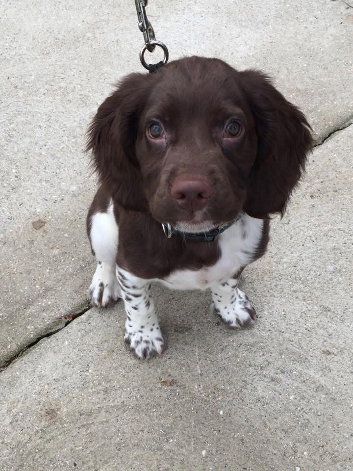 A cute brown and white puppy sitting on a concrete sidewalk, looking up at the camera, with a leash attached to its collar.