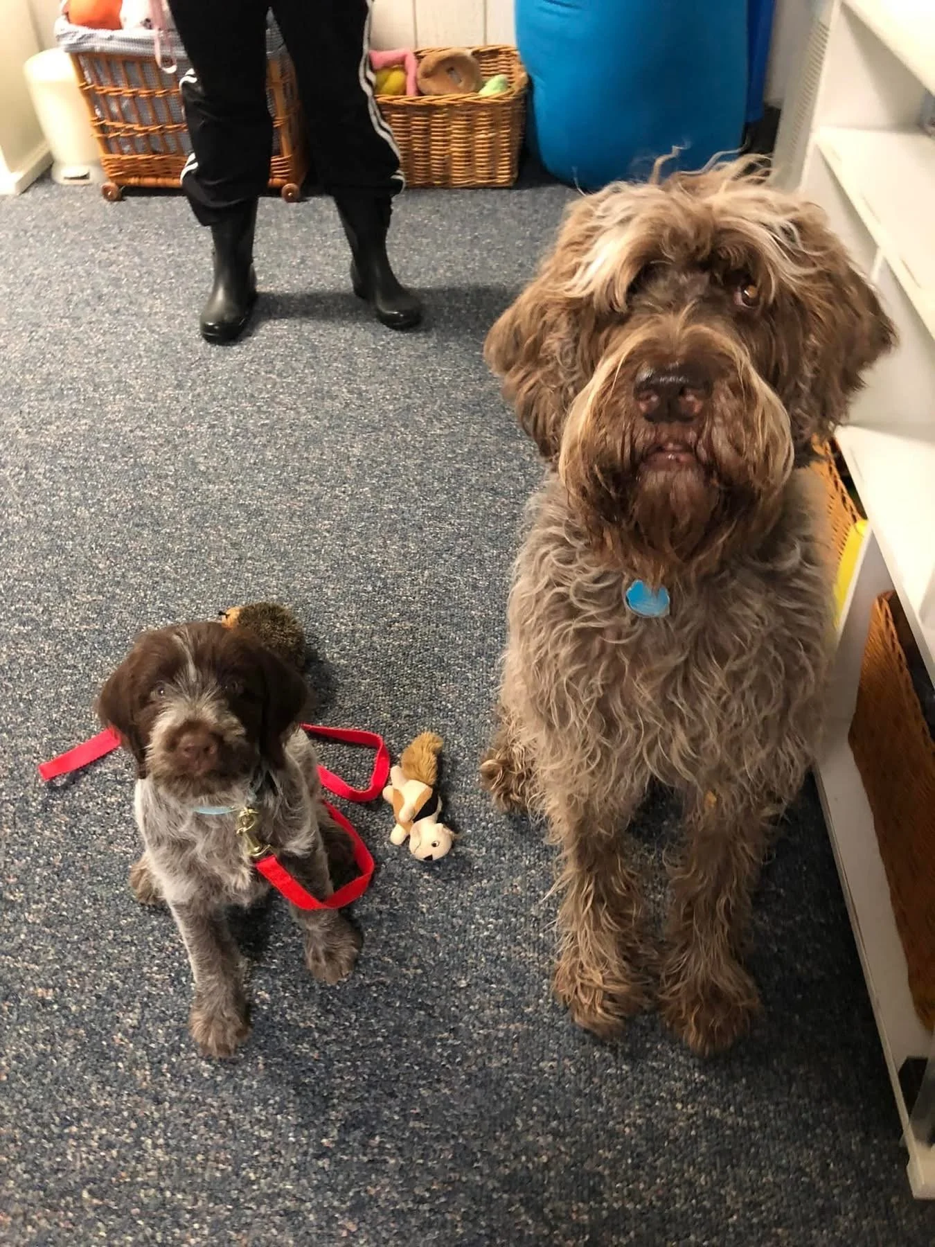 Two dogs, a small one with a red harness and a larger one with a blue collar, sitting on a carpeted floor in a store or pet shop. The small dog has a toy in front of it, and the larger dog is standing. A person wearing black pants and rubber boots is