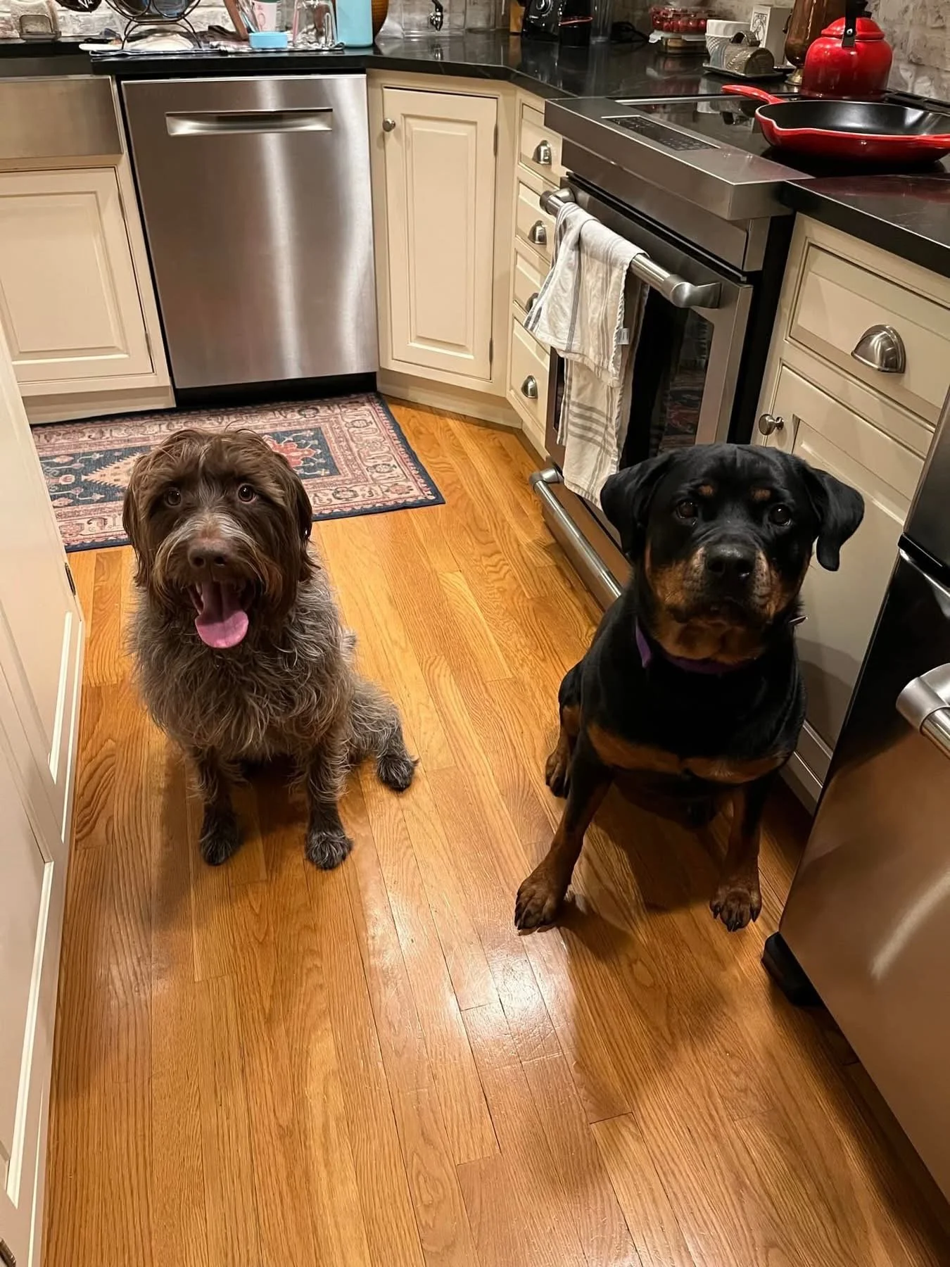 Two dogs sitting in a kitchen with wooden floors, cream cabinets, and stainless steel appliances.