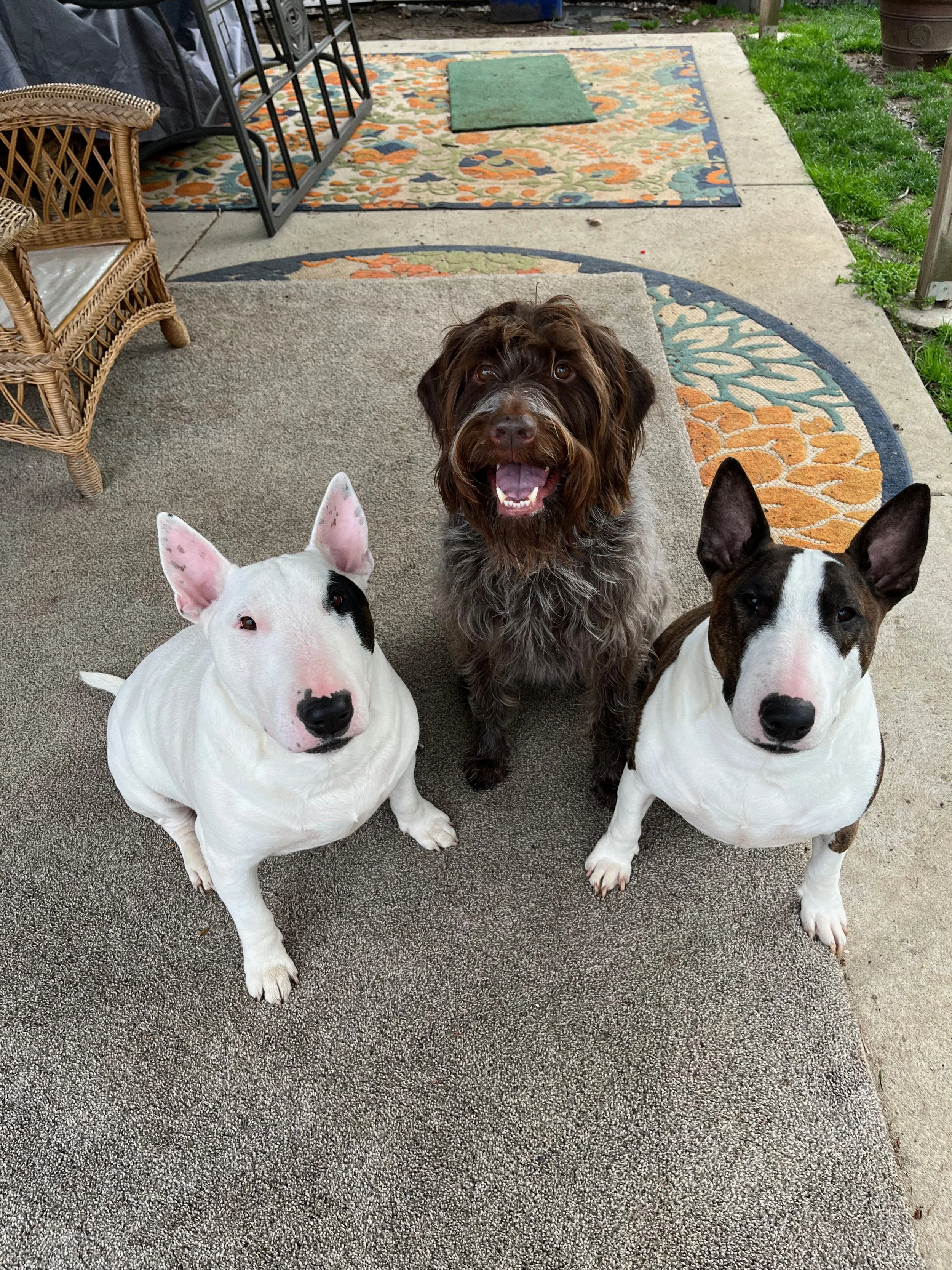 Three dogs sitting on a patio: a white Bull Terrier with black markings on its ears and eye, a brown mixed-breed dog with curly fur, and a white and brown Bull Terrier with a black nose. They are outside on a concrete and carpeted area with a decorat