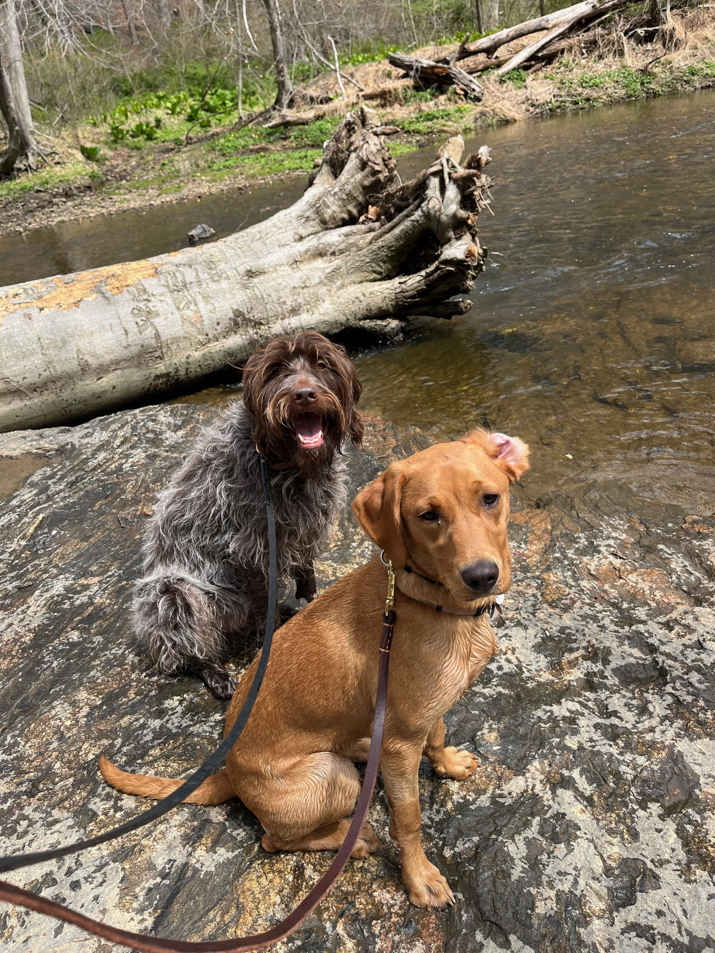 Two dogs sitting on rocks by a river, with a fallen tree in the background.