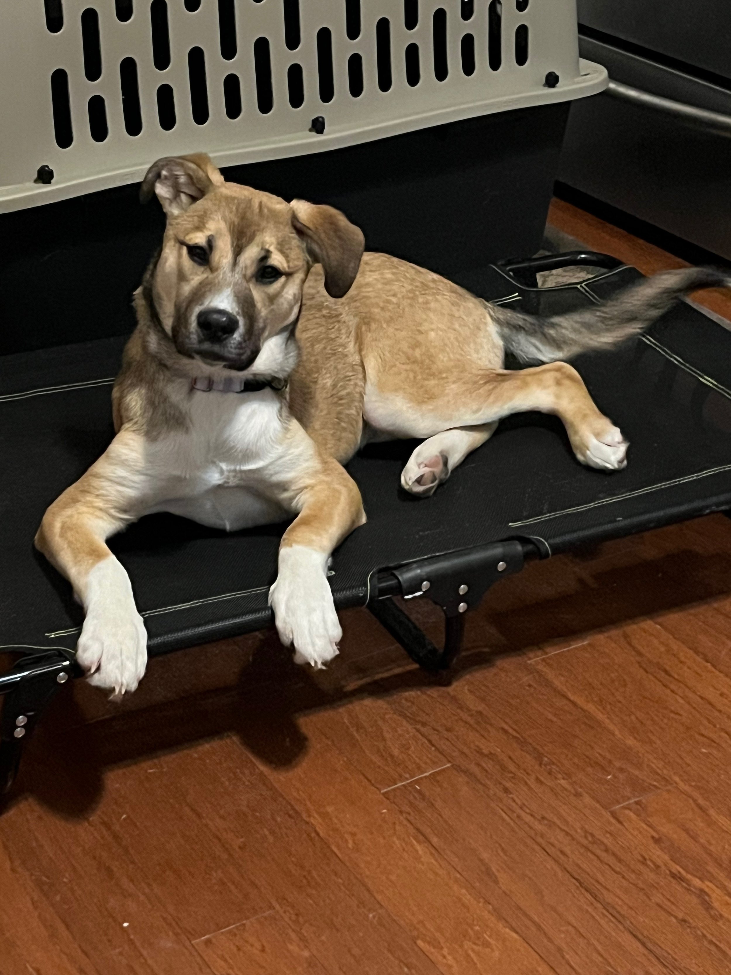 A tan and white puppy laying on a black dog bed with a wooden floor underneath.