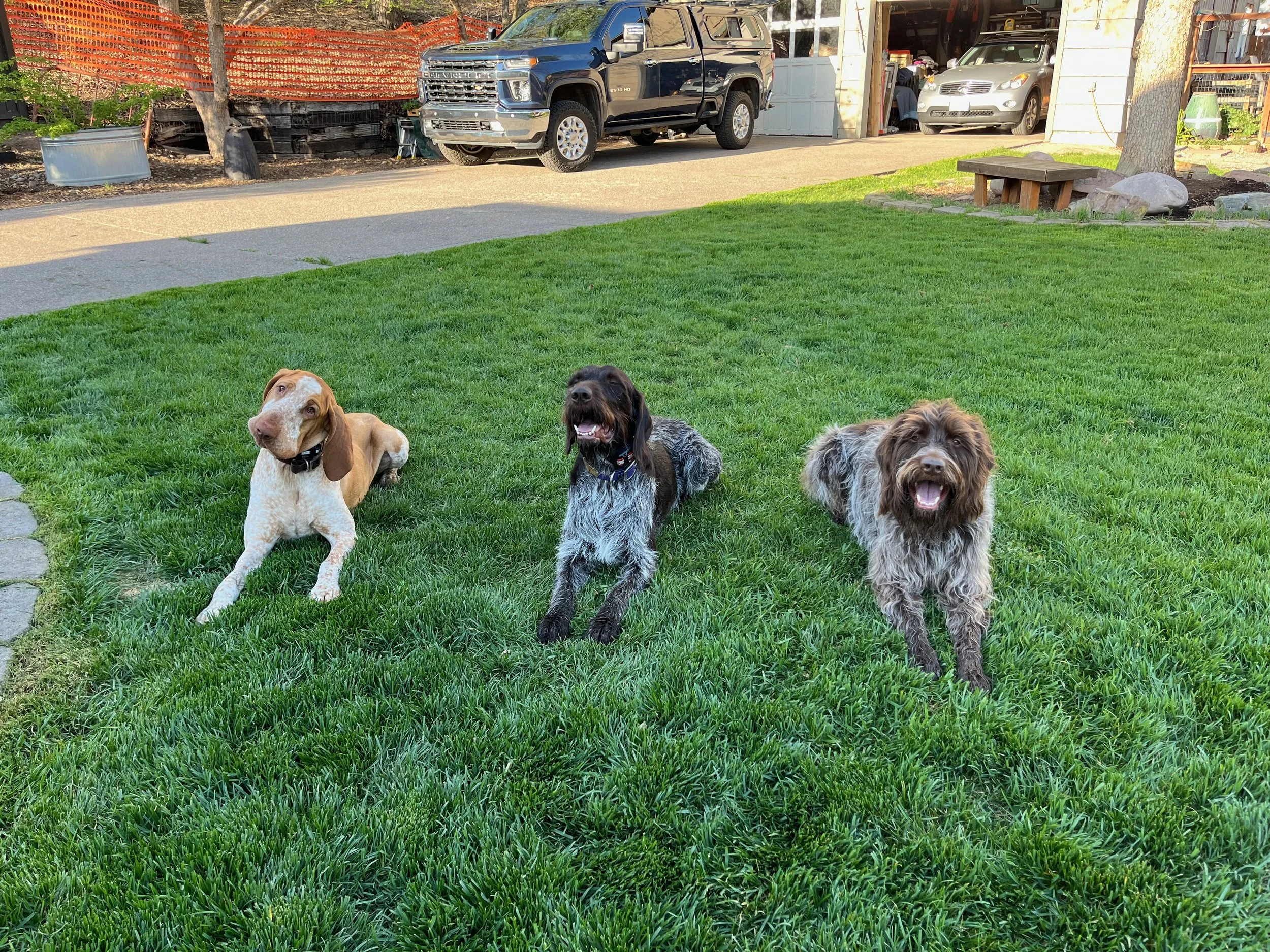 Three dogs sitting and lying on green grass in a backyard with vehicles and a house in the background.