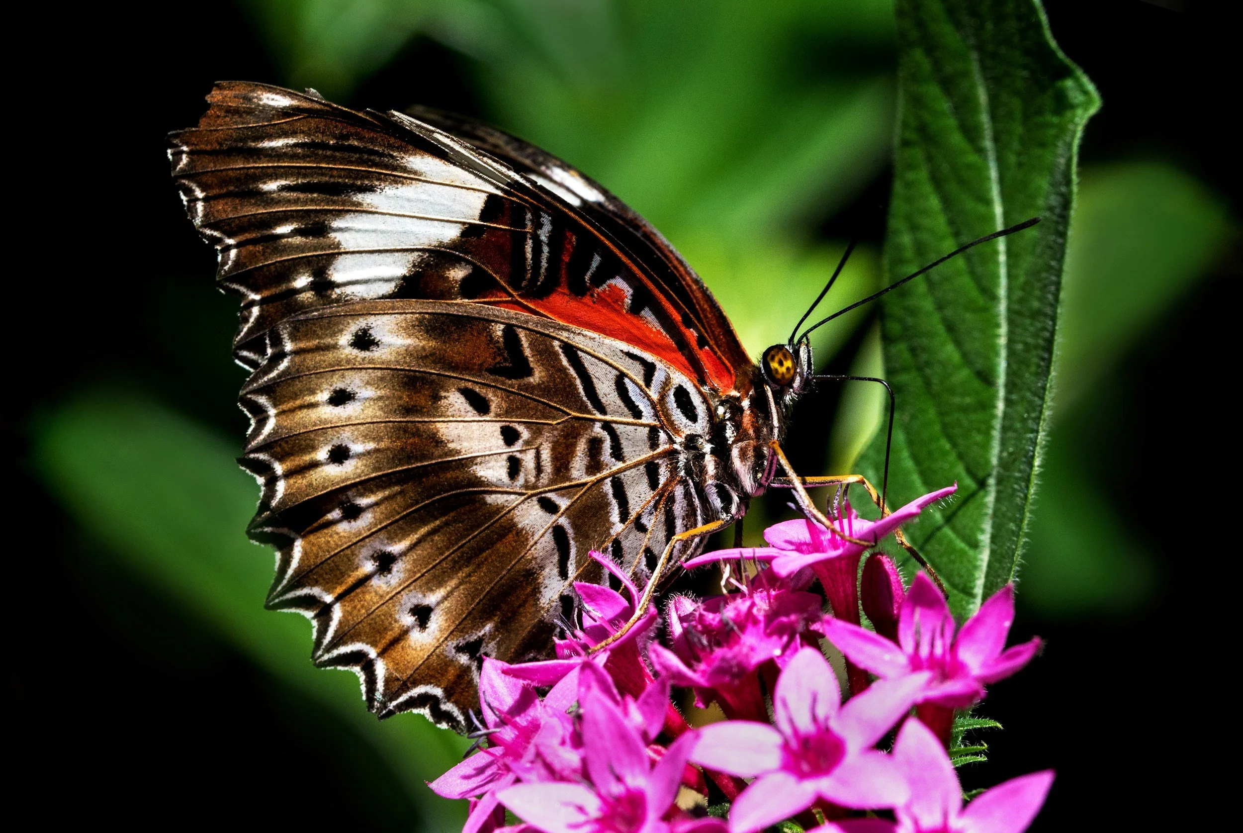 Close-up of a butterfly with brown, black, and white patterned wings perched on pink flowers with a green leaf in the background.