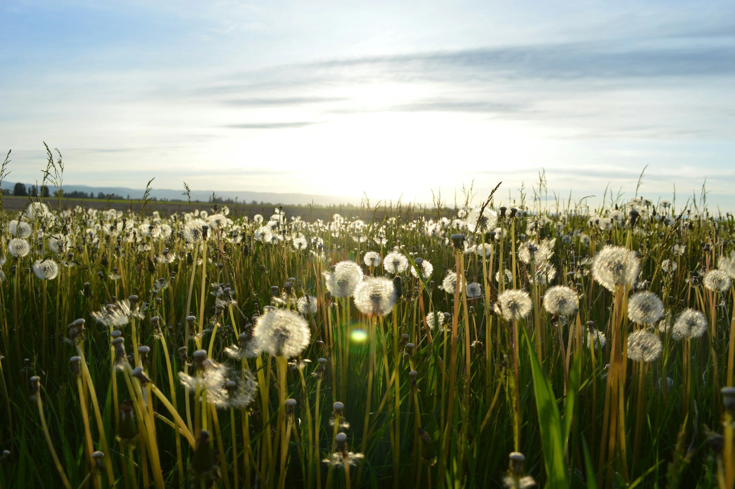 Signs you're too deep in your business's weeds (and what to do about it)
