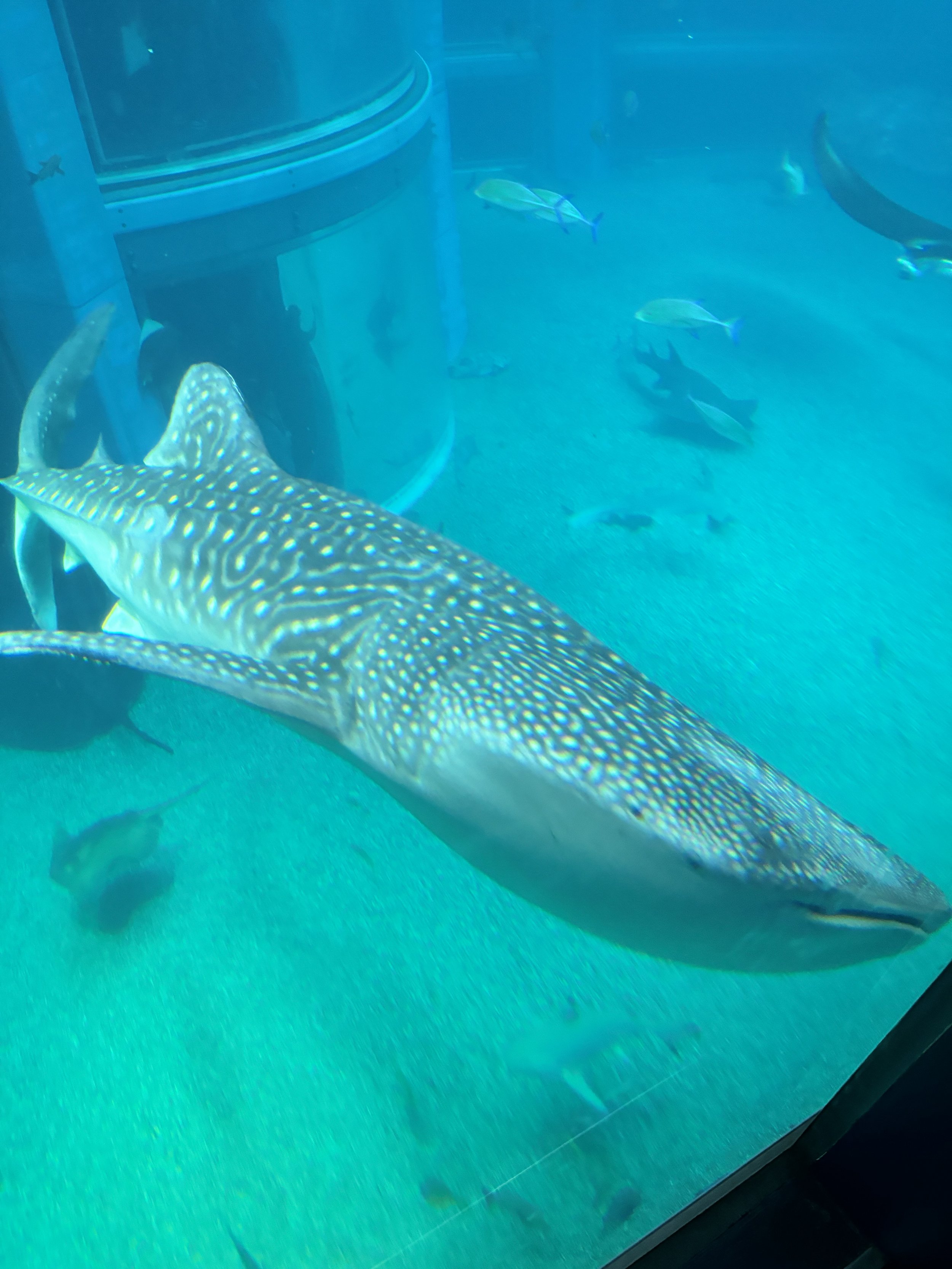 IMG_2863.jpeg