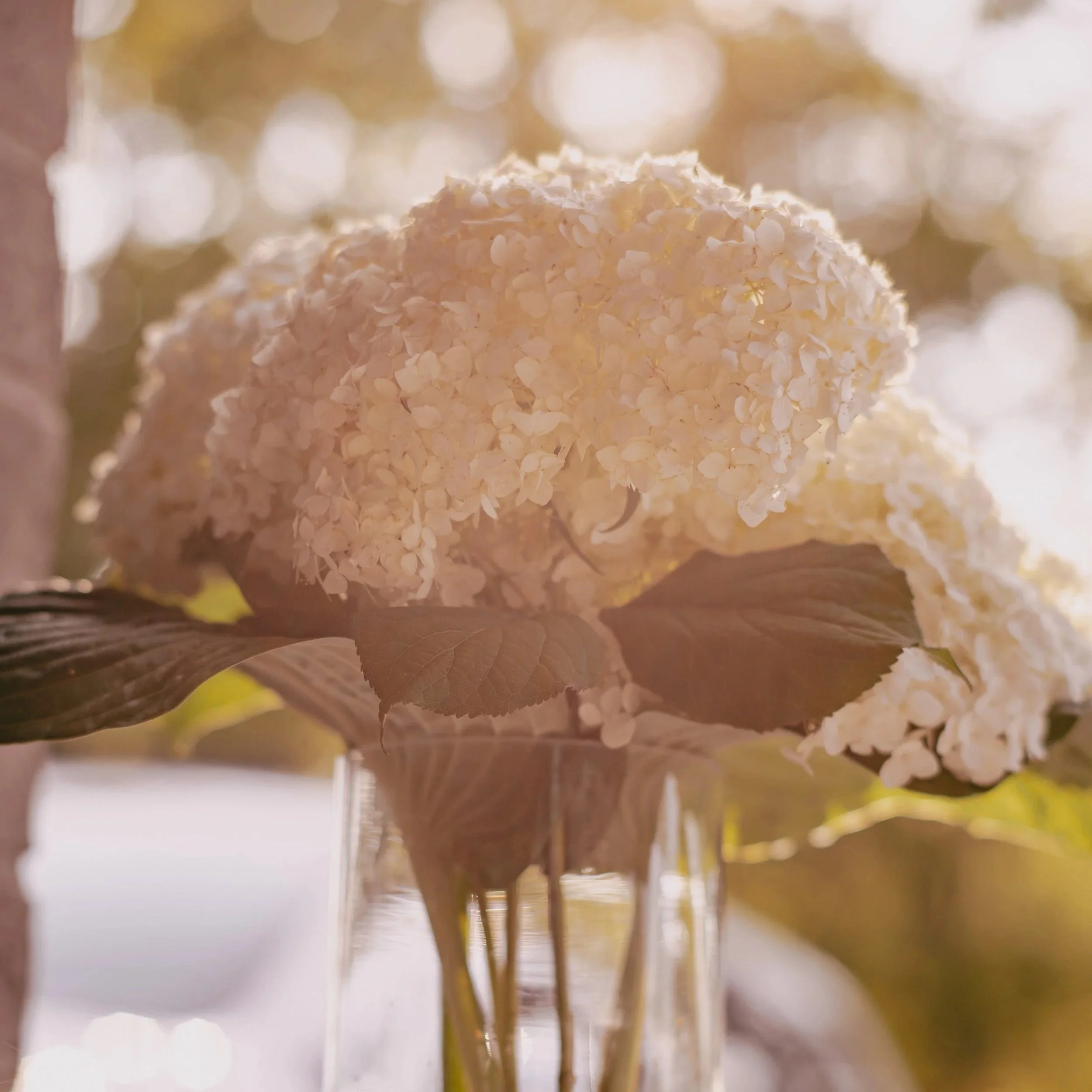 Close-up of a white hydrangea flower in a glass vase with green leaves and sunlight in the background.