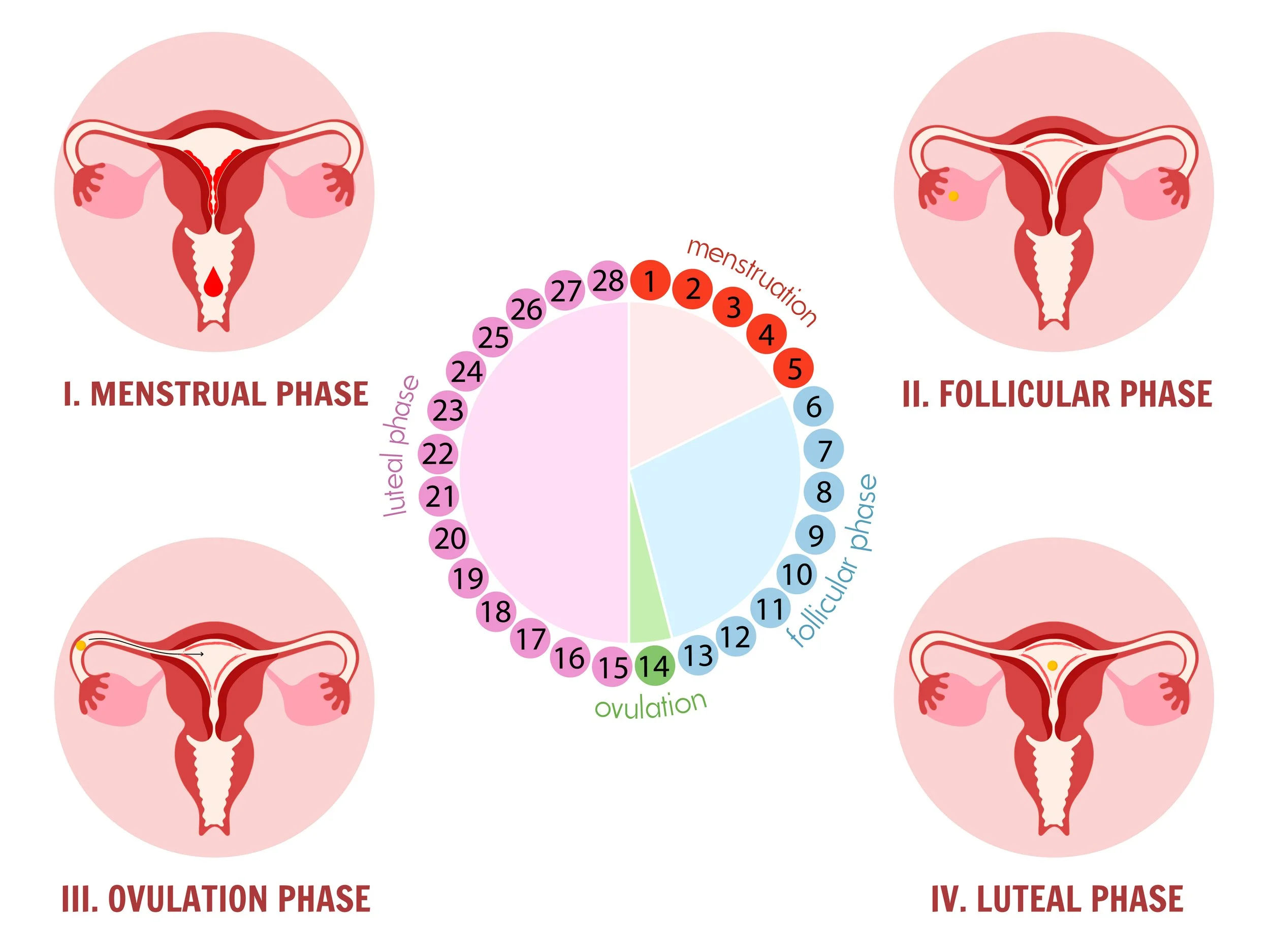 Hormonal Changes During Menstruation: Why You Feel Like Three Different People in One Month