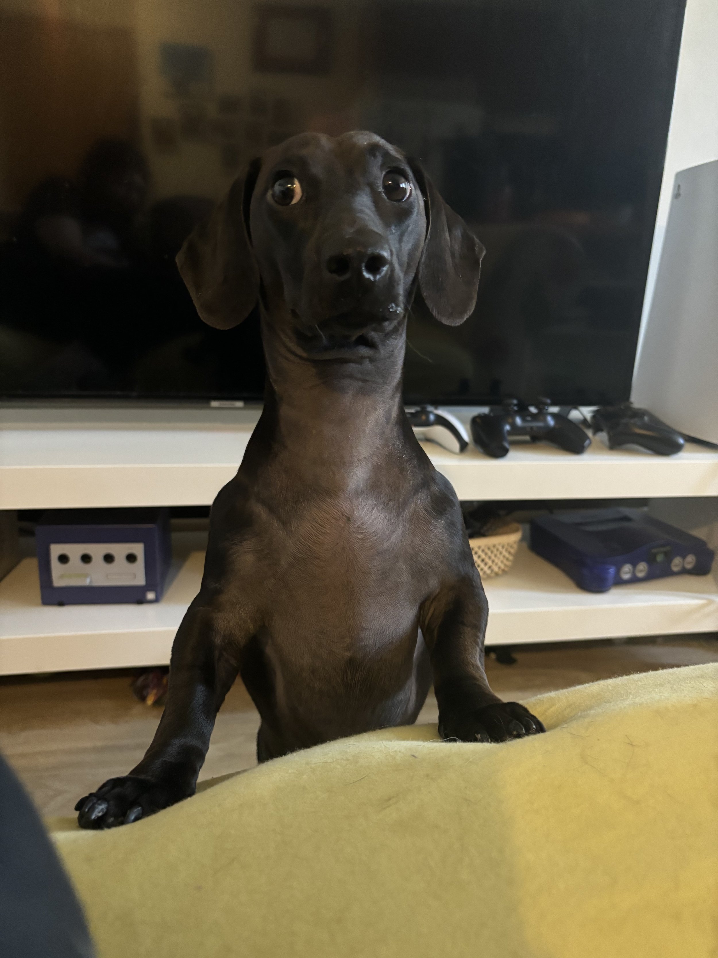 Archie - Dachshund