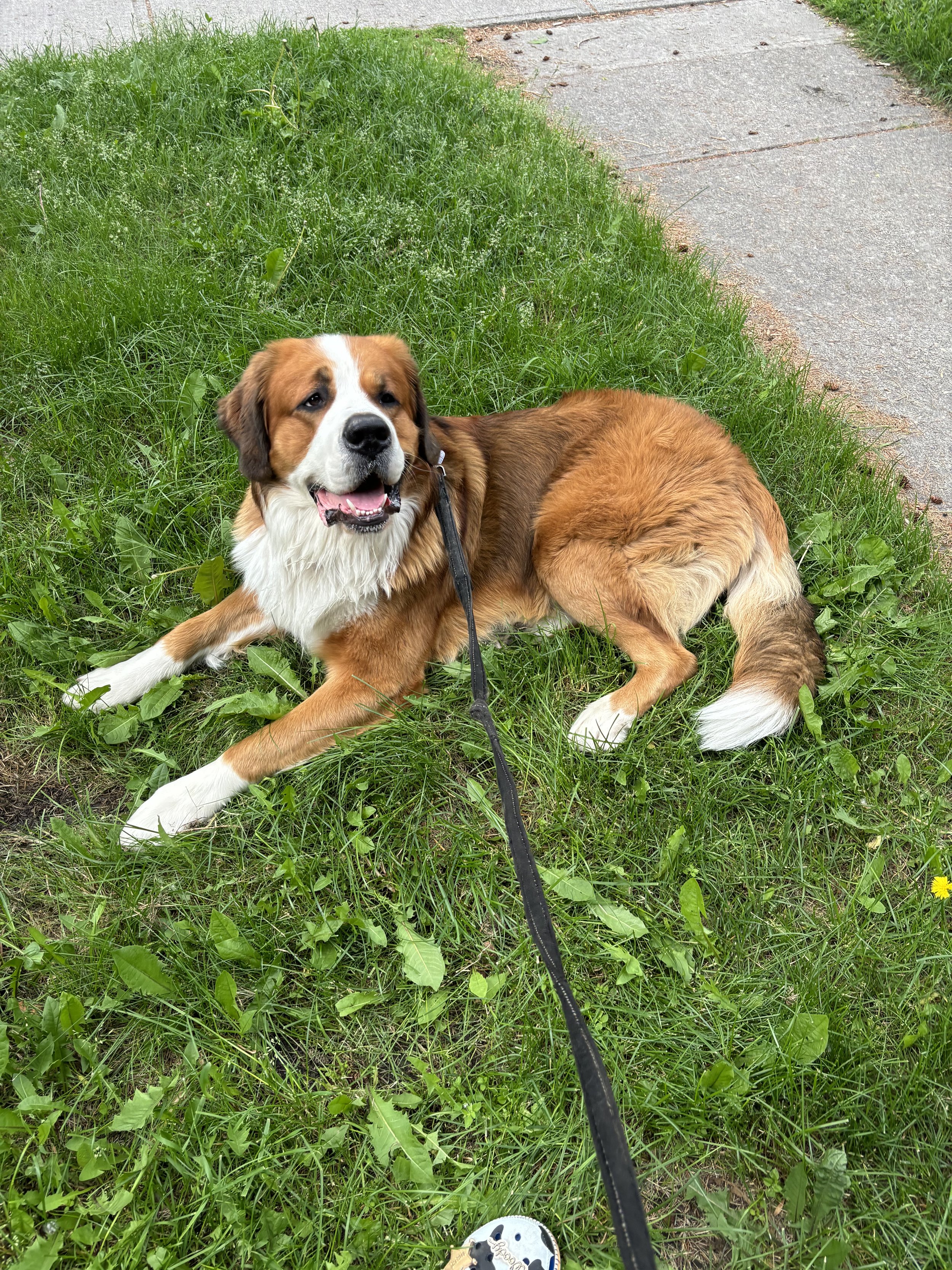 Hunter - Saint Bernard x Bernese Mountain Dog