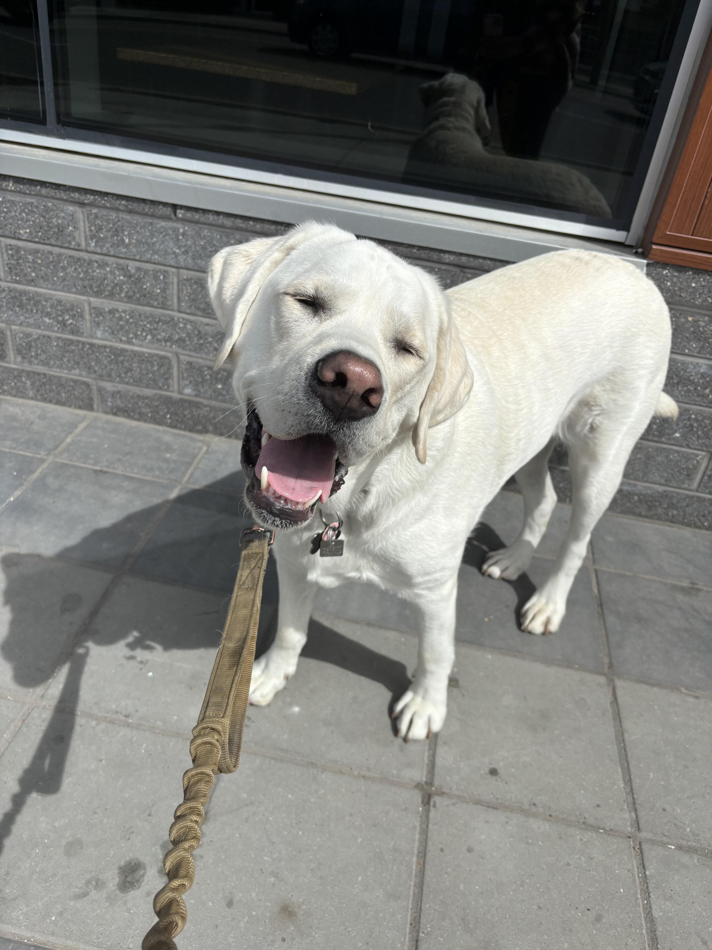 Leo - Labrador Retriever