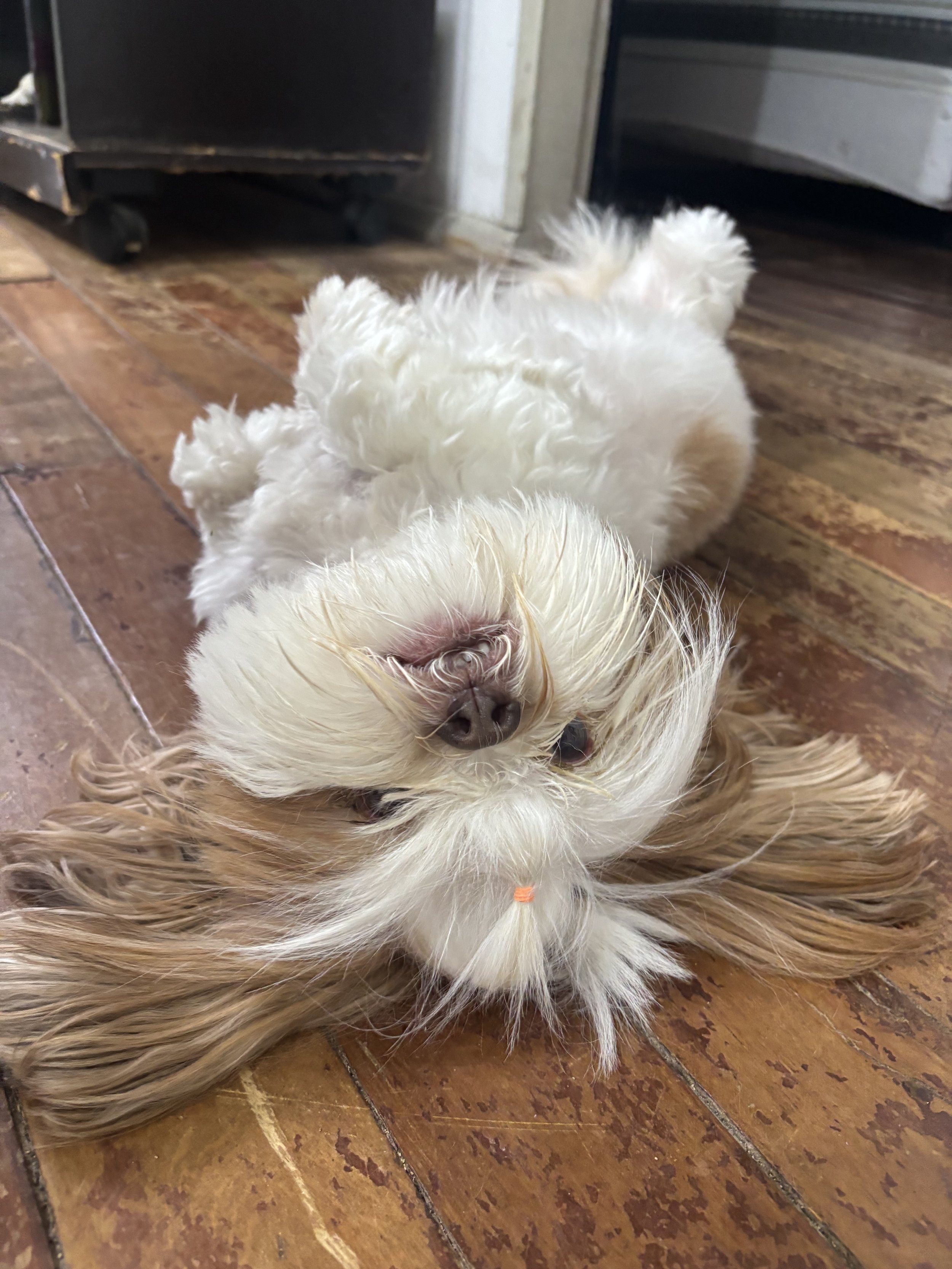 Lana - Shih Tzu