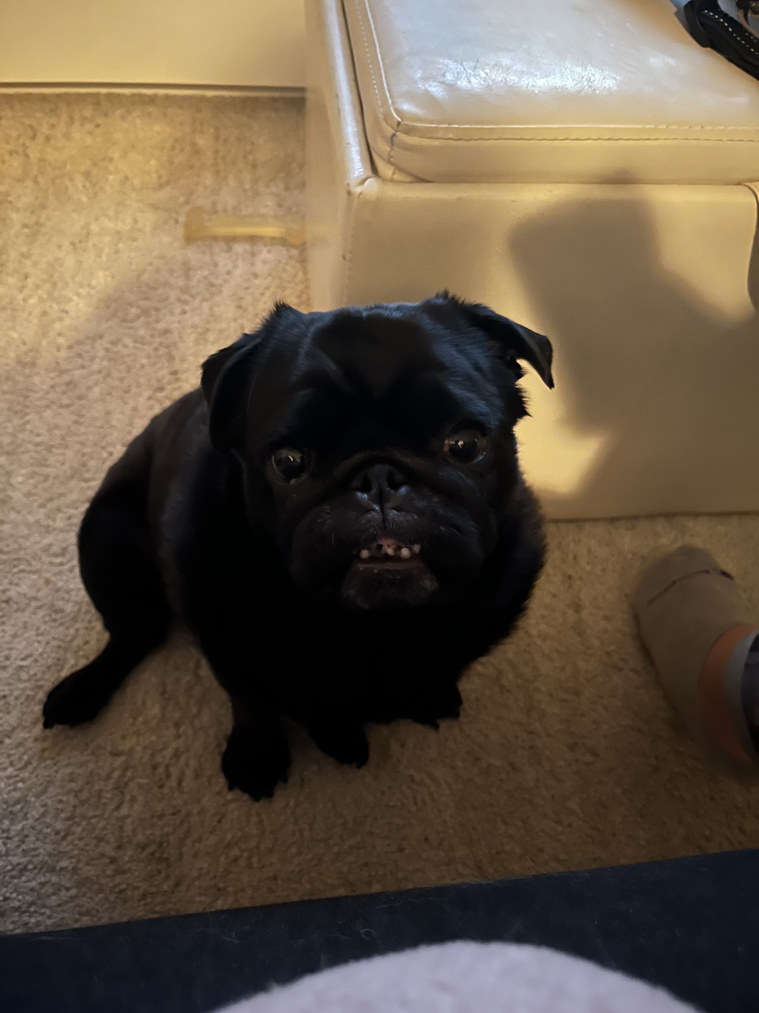 Alfie - Pug