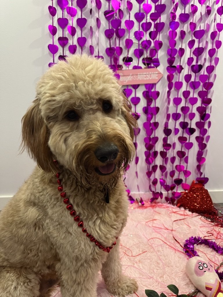 Ozzy - Goldendoodle