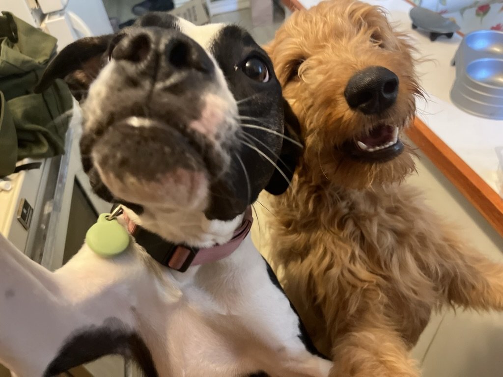 Frankie & Ozzy
