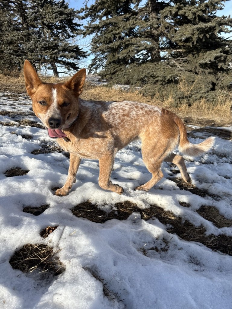 Lola - Australian Cattle Dog