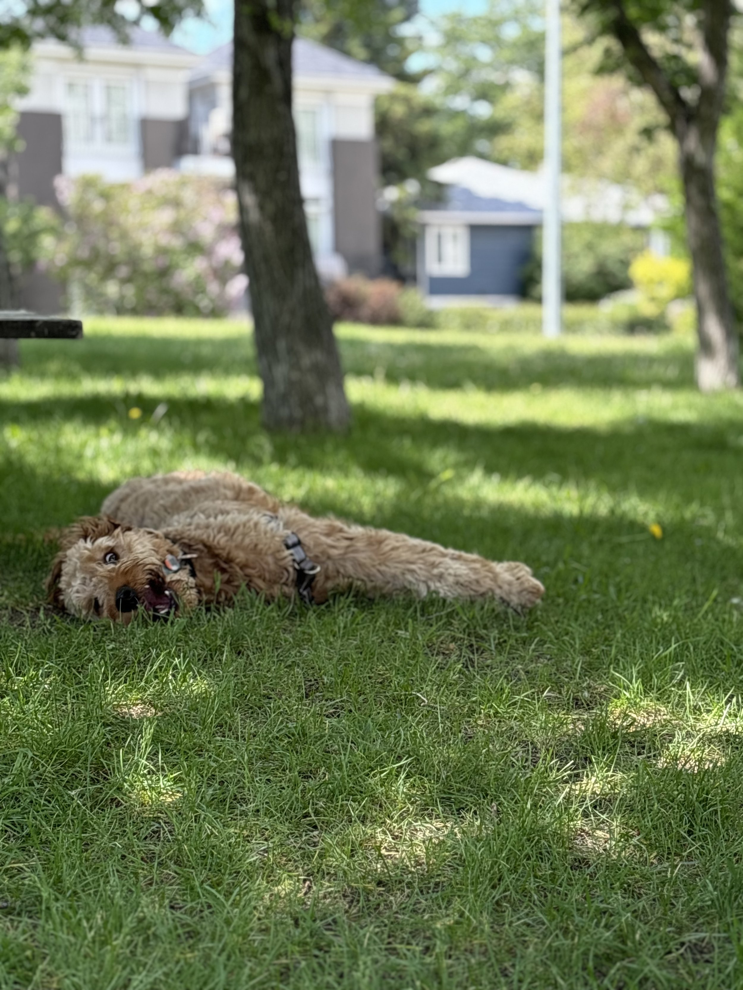Ozzy - Goldendoodle