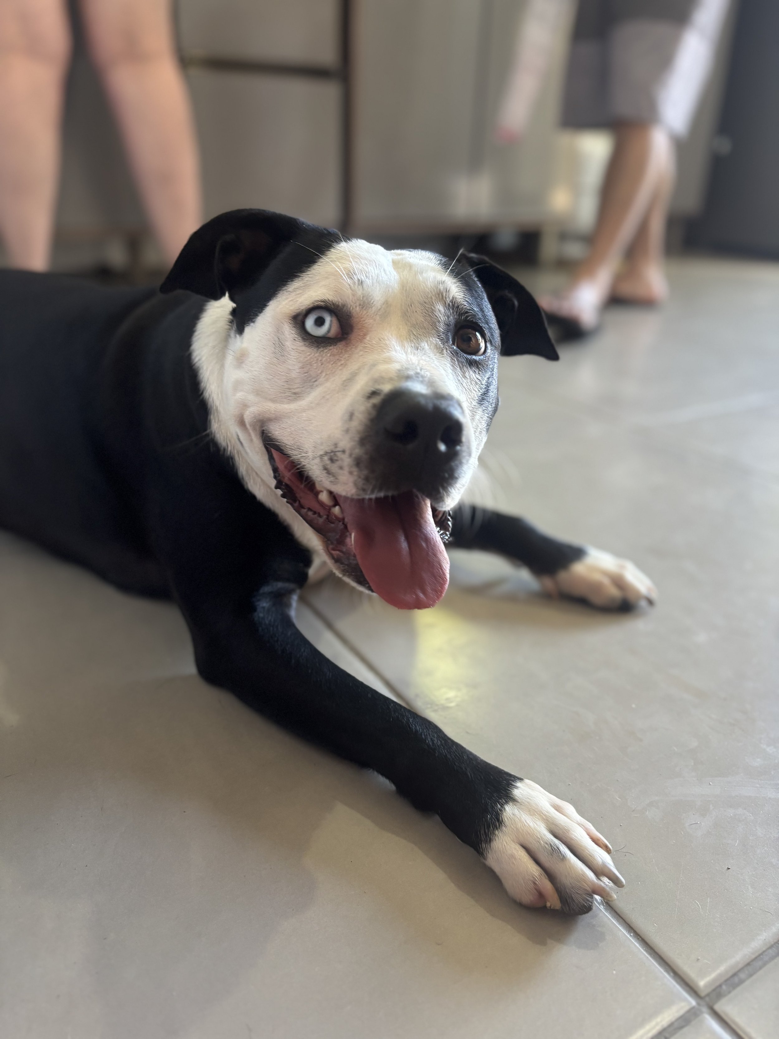Blue - American Bulldog