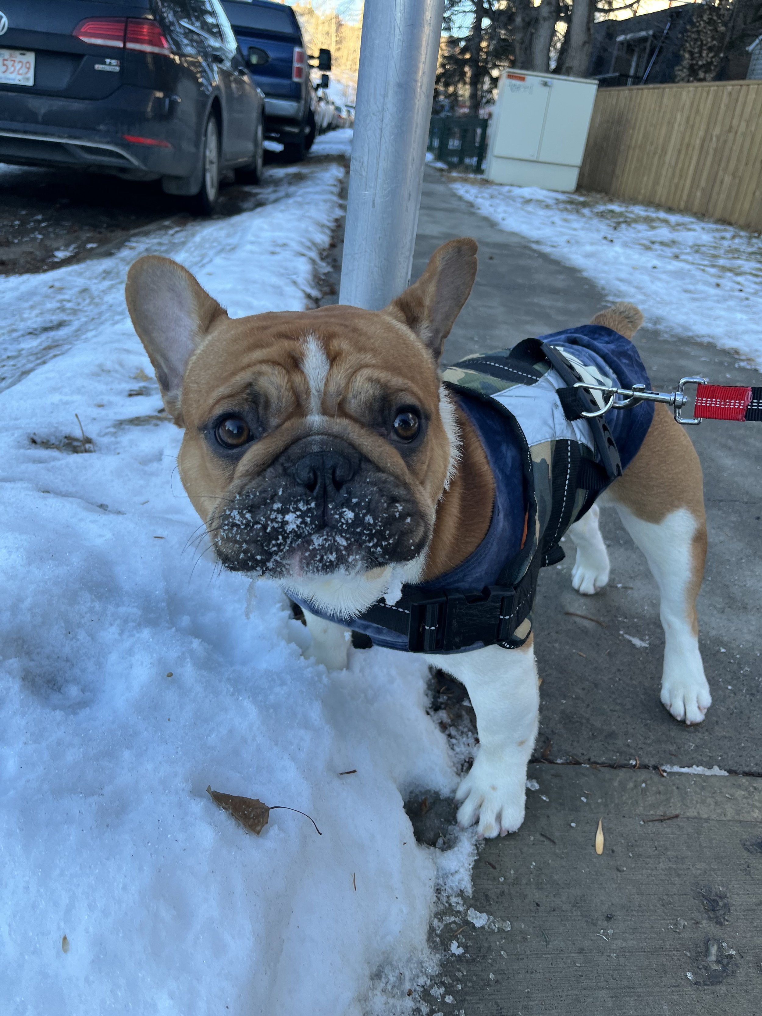 Zeus - French Bulldog