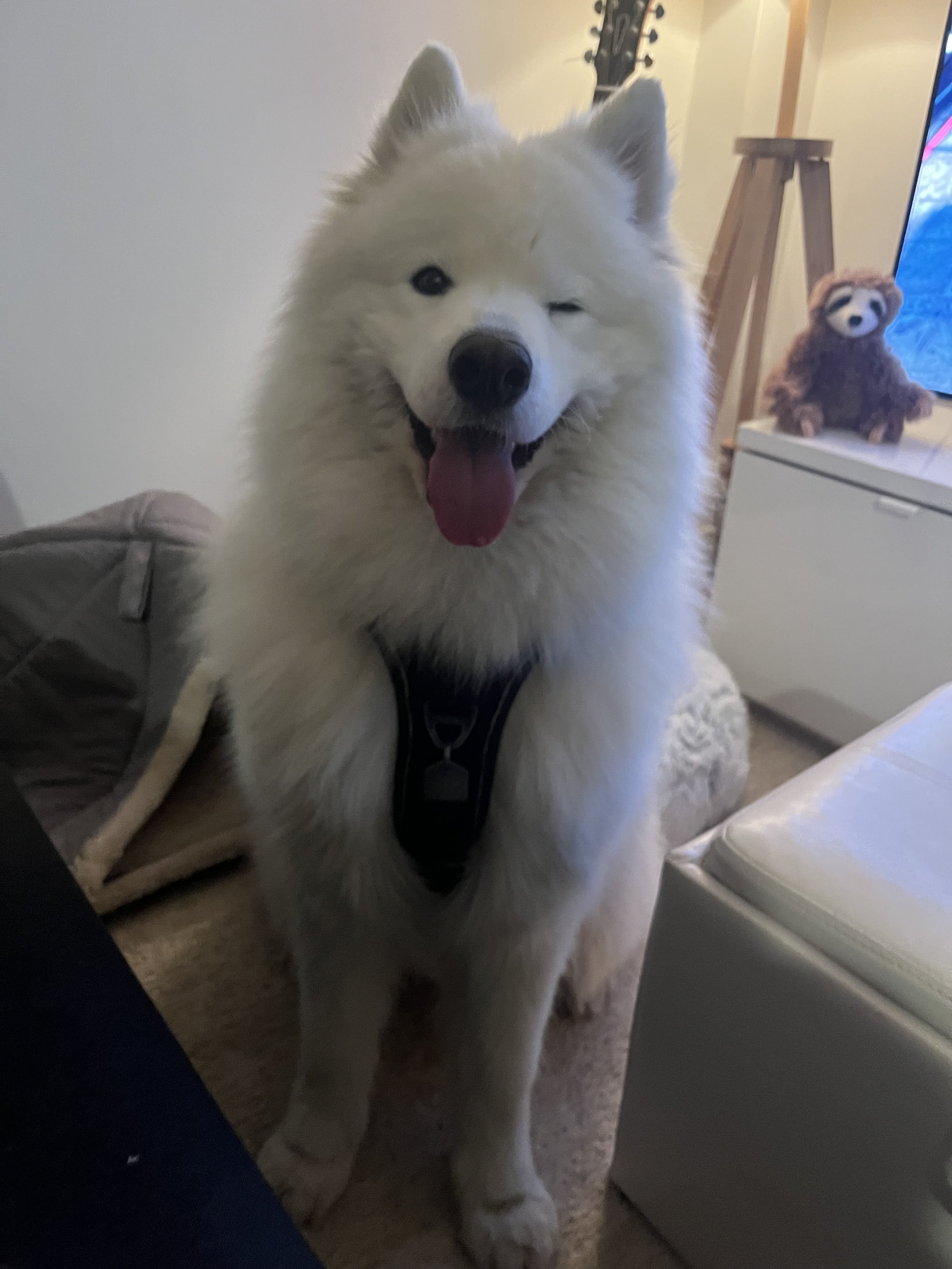 Koda - Samoyed