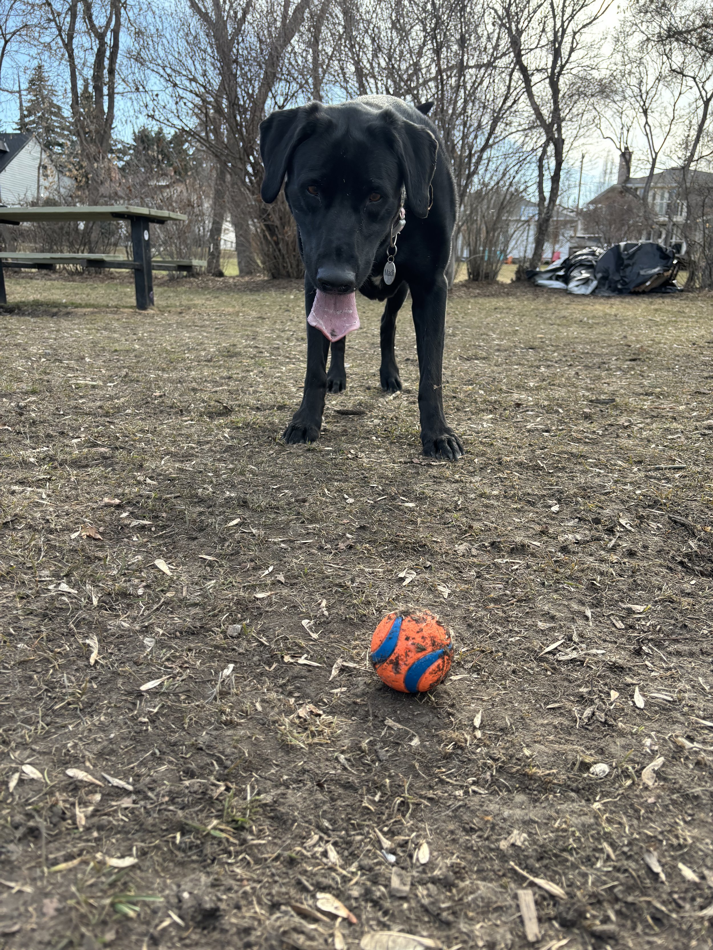 Madi - Labrador Retriever
