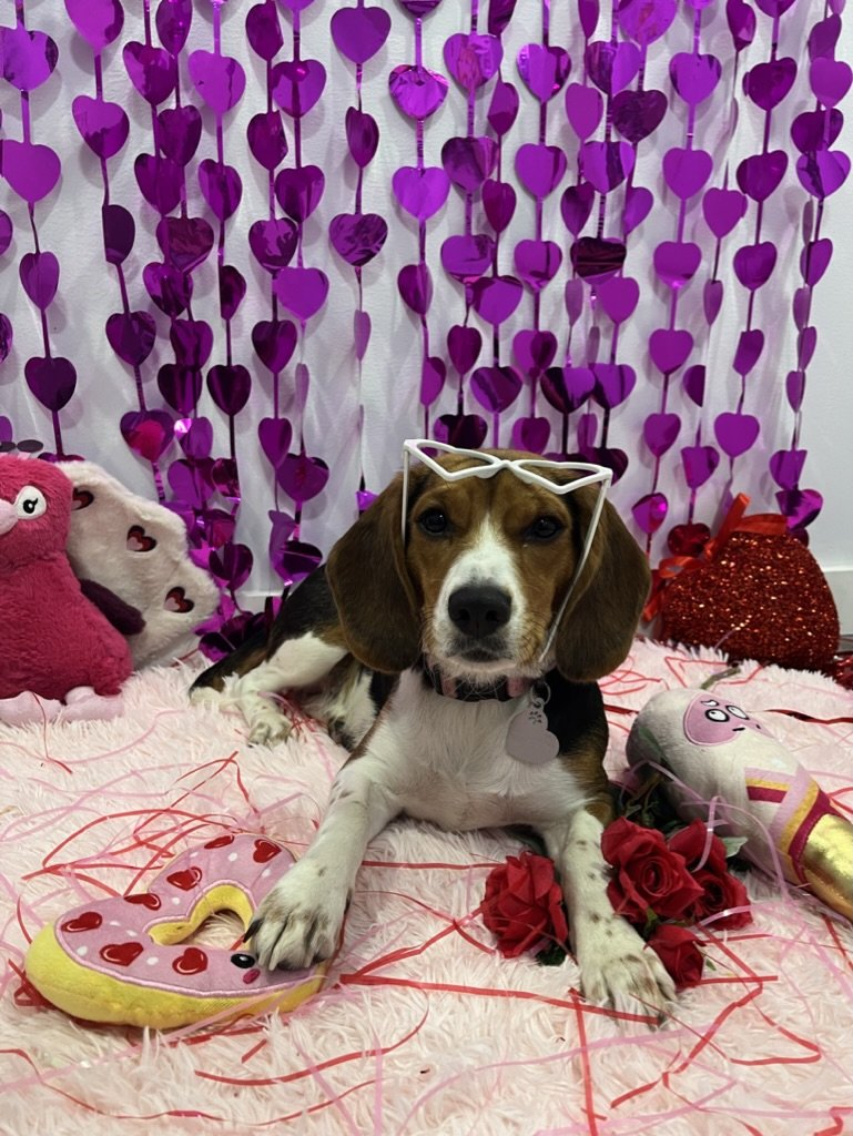 Ellie - Baddie Beagle